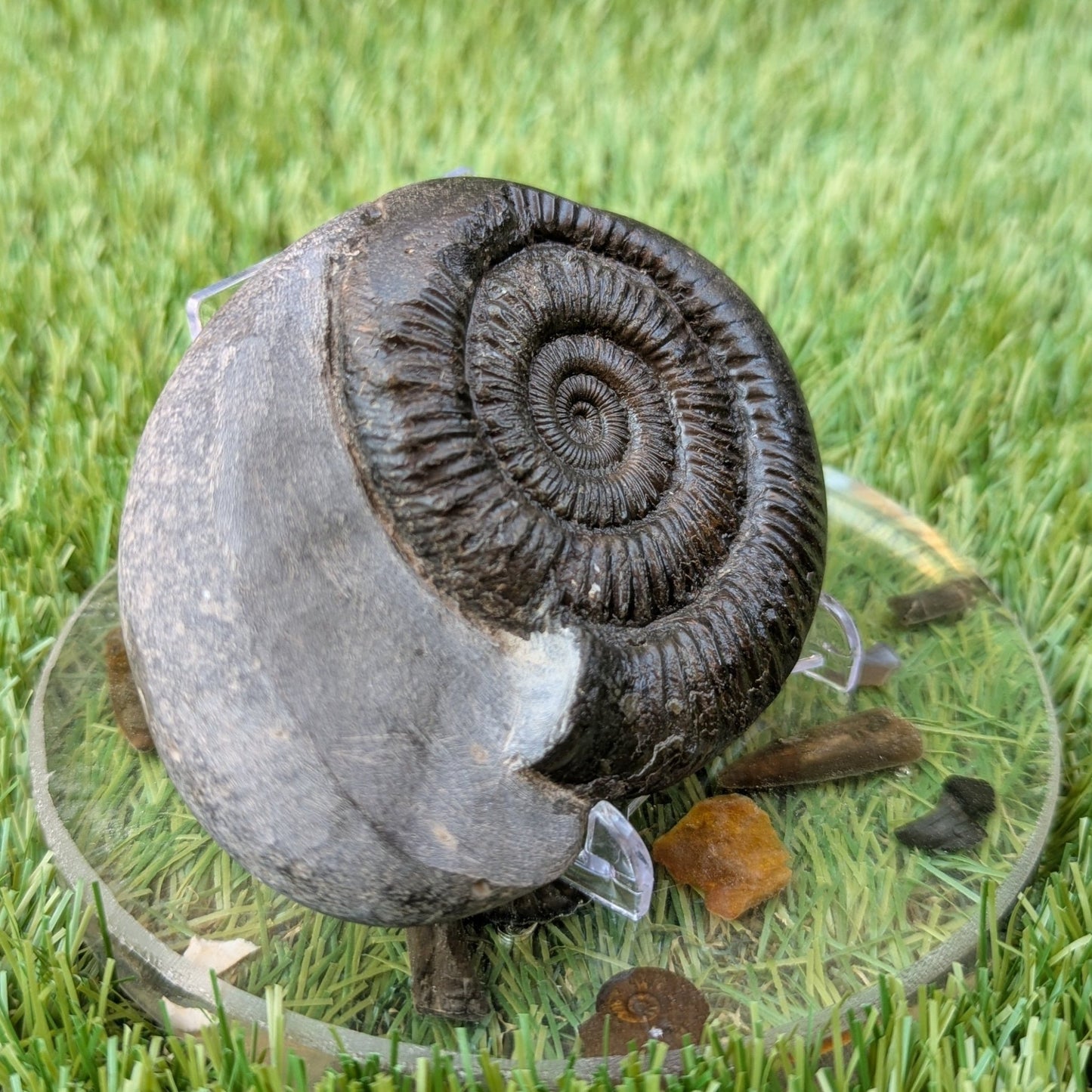 Peronoceras ammonite North Yorkshire fossils - North Yorkshire Fossils