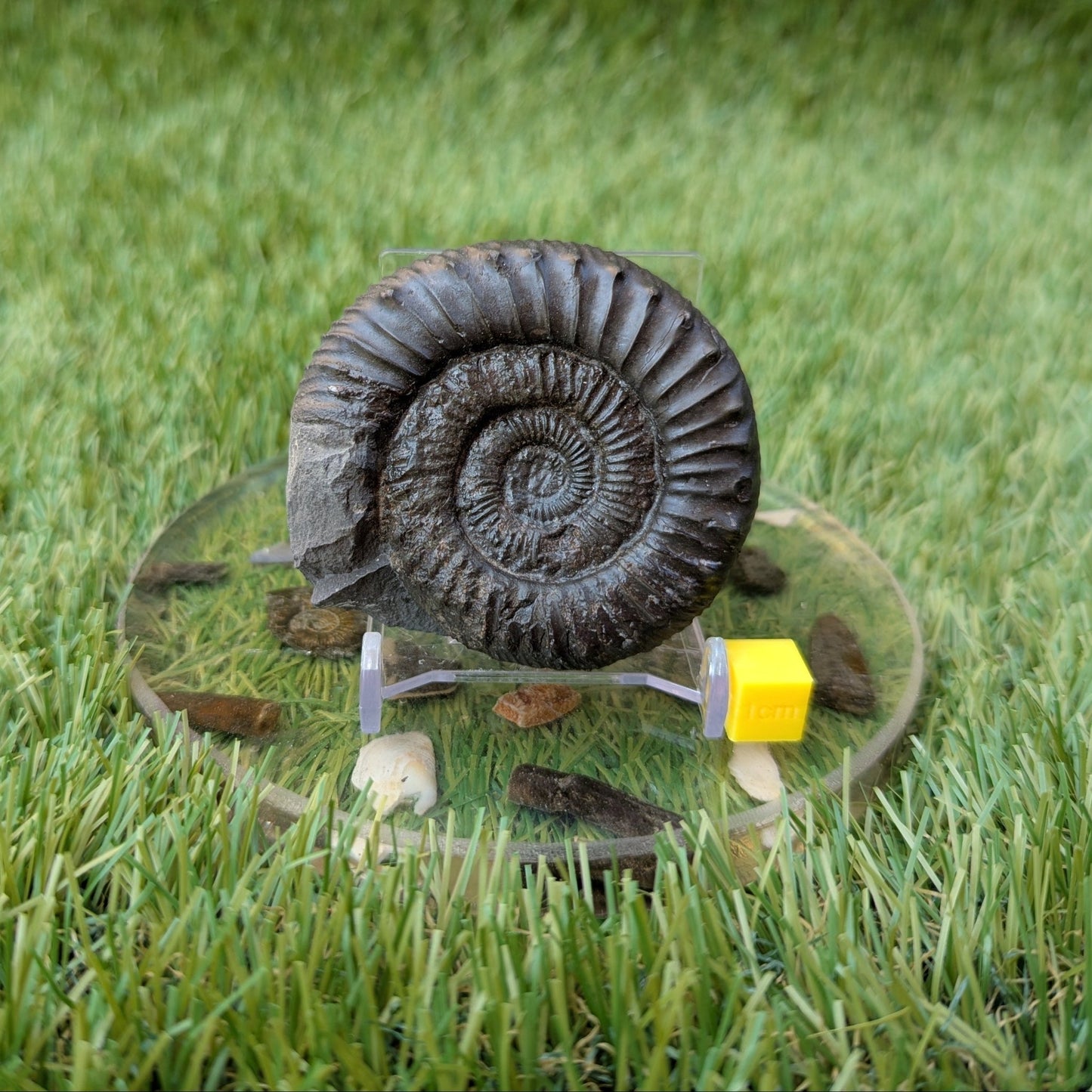 Peronoceras ammonite North Yorkshire fossils - North Yorkshire Fossils