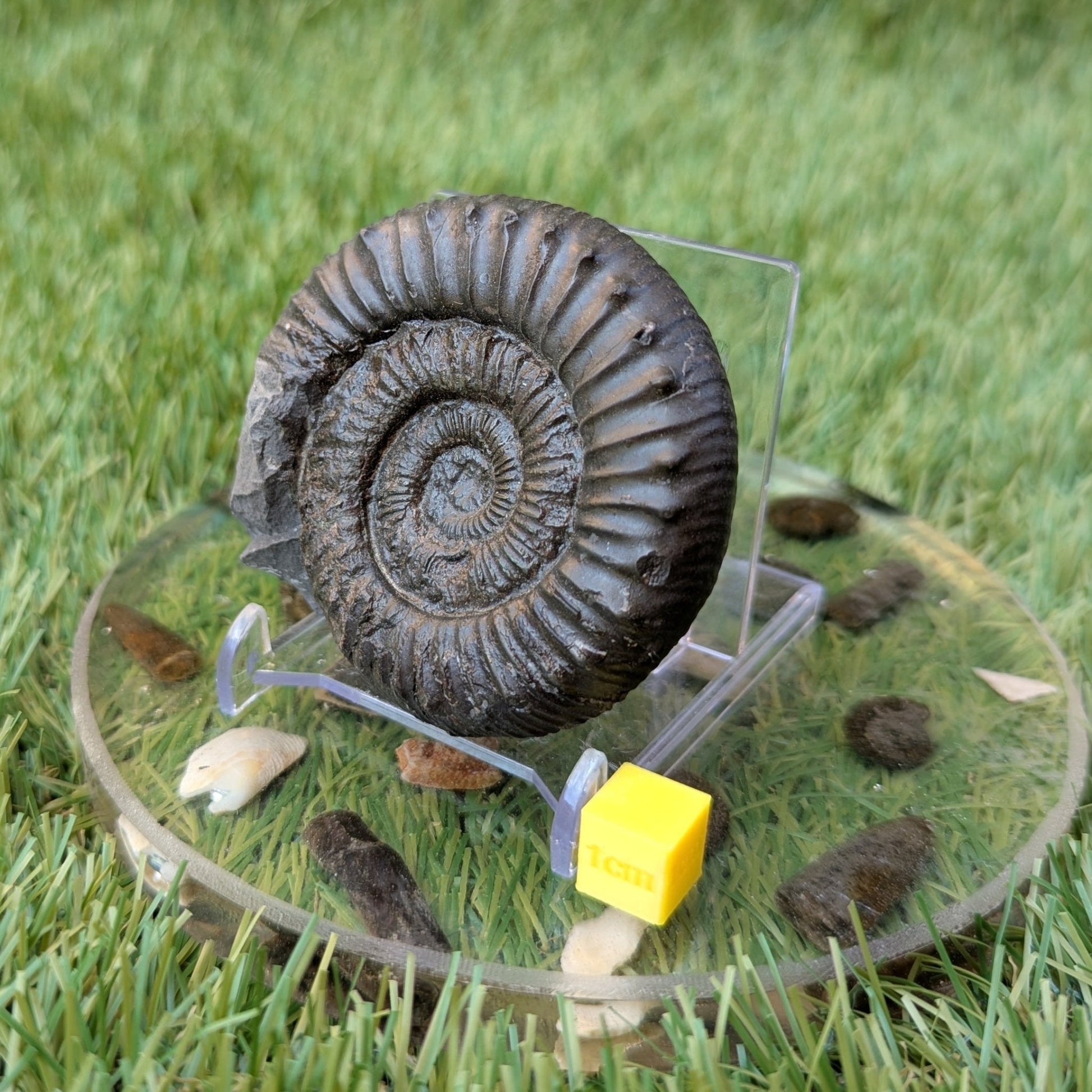 Peronoceras ammonite North Yorkshire fossils - North Yorkshire Fossils