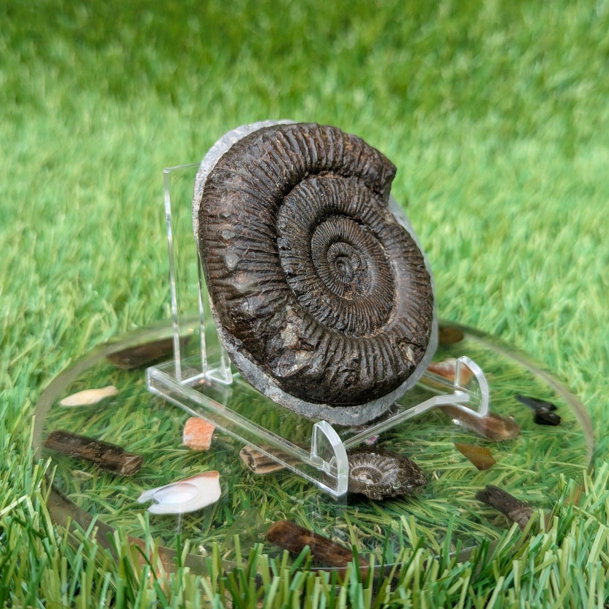 Peronoceras ammonite North Yorkshire fossils - North Yorkshire Fossils