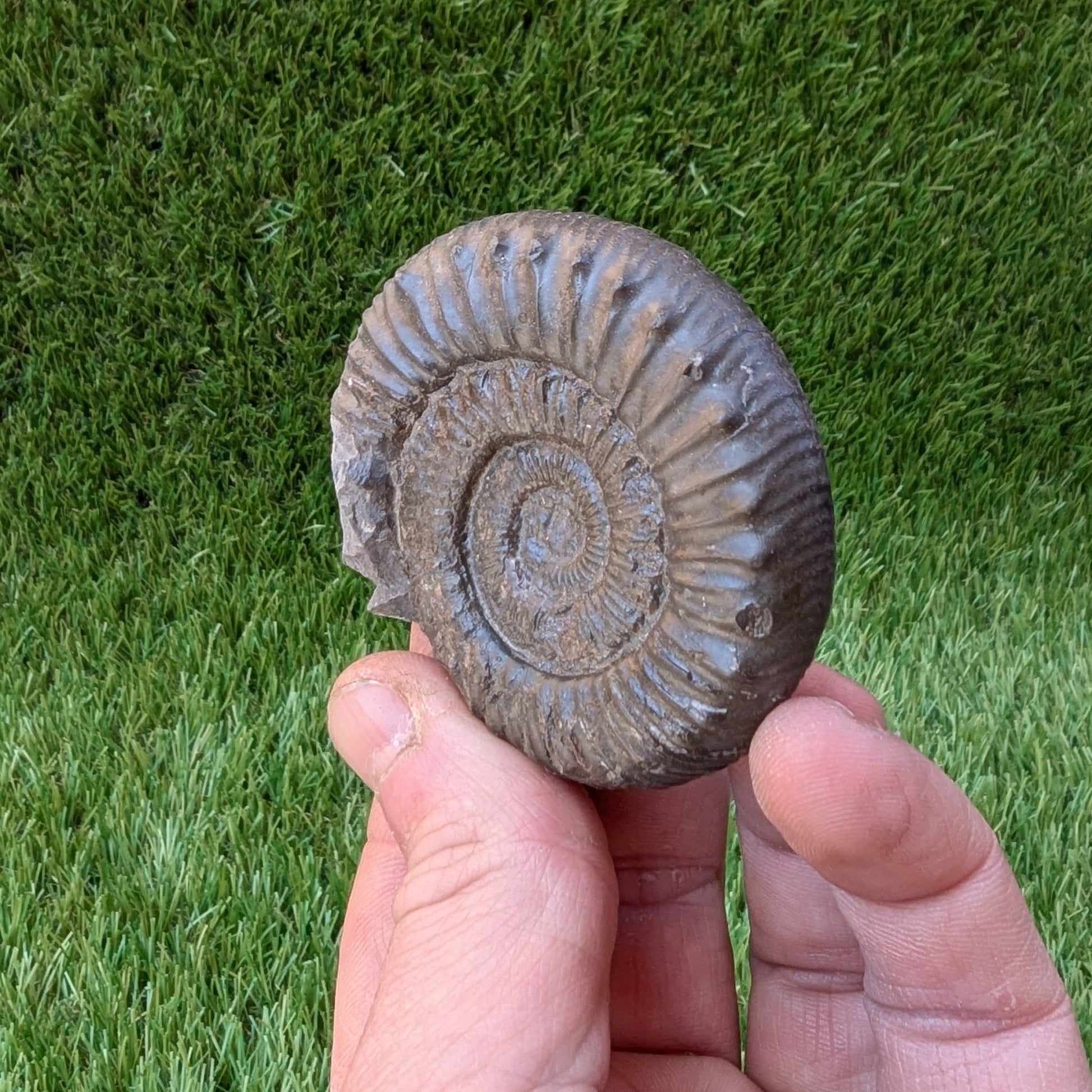 Peronoceras ammonite North Yorkshire fossils - North Yorkshire Fossils