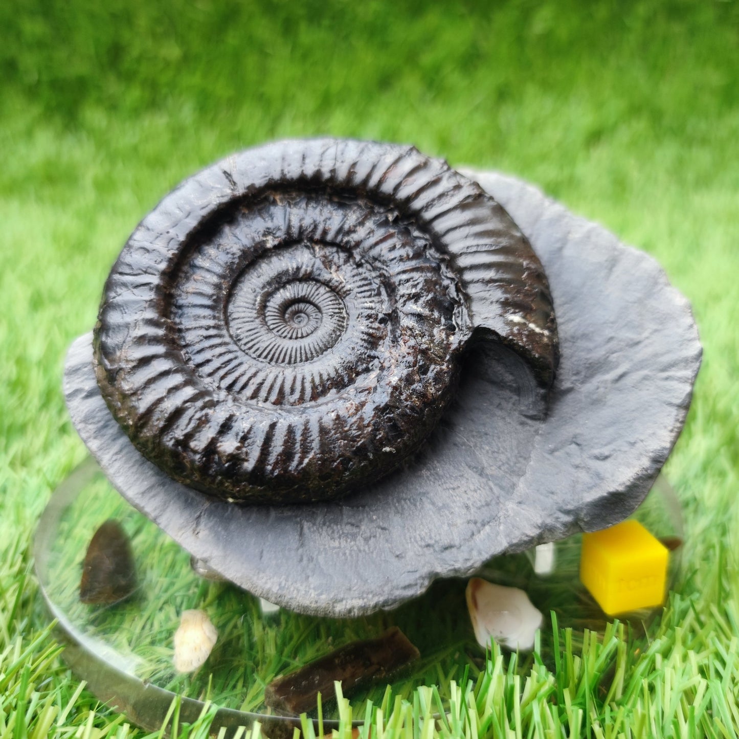 Peronoceras ammonite North Yorkshire fossils - North Yorkshire Fossils