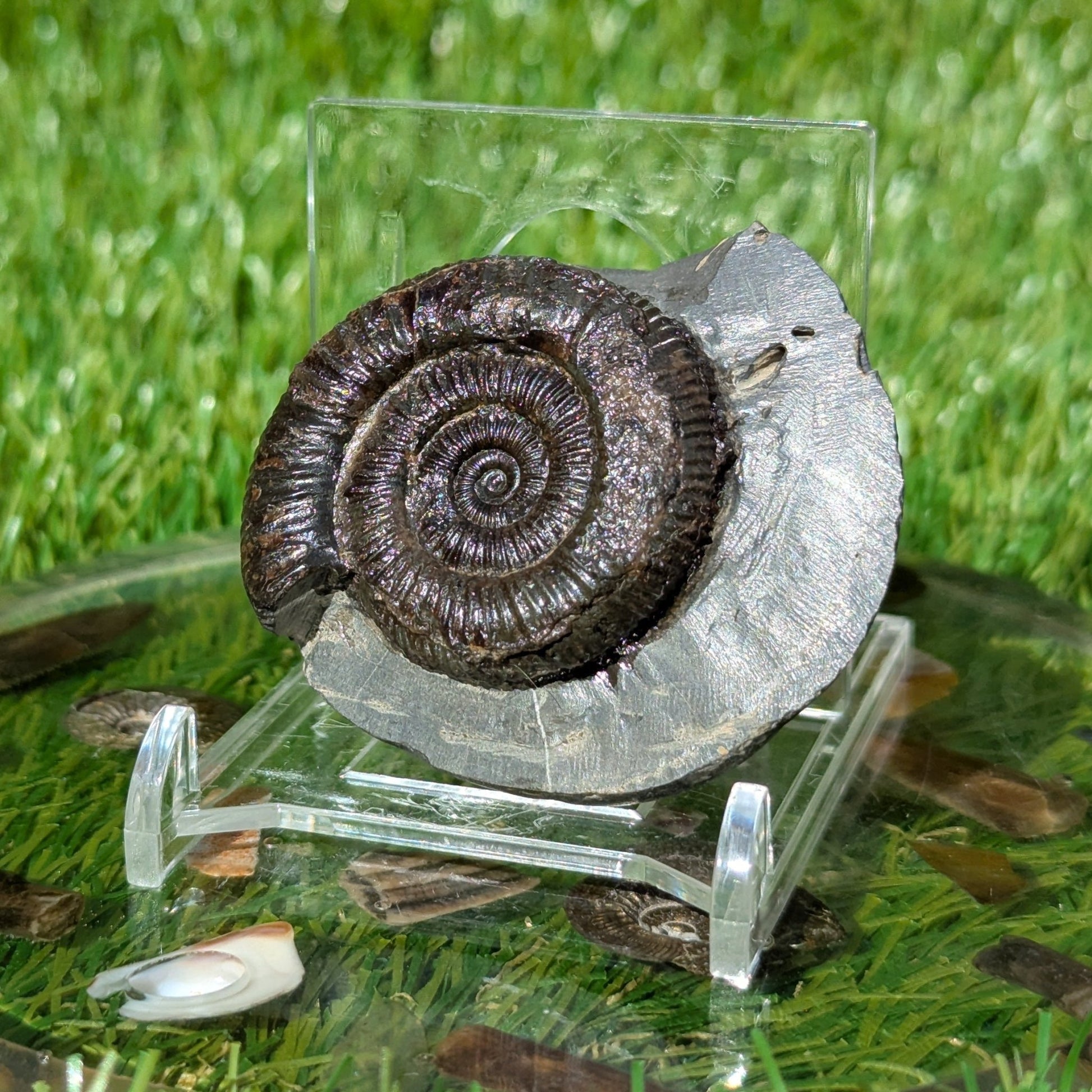 Peronoceras ammonite North Yorkshire fossils - North Yorkshire Fossils