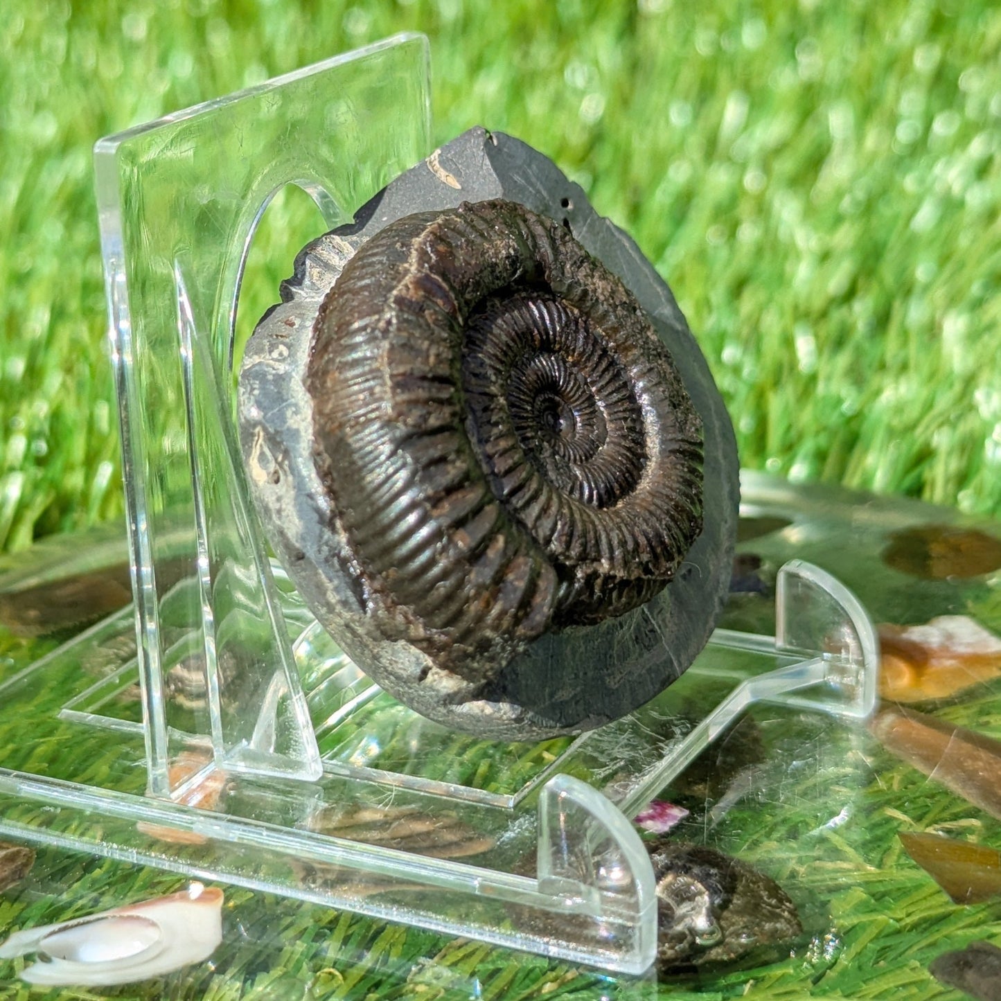 Peronoceras ammonite North Yorkshire fossils - North Yorkshire Fossils