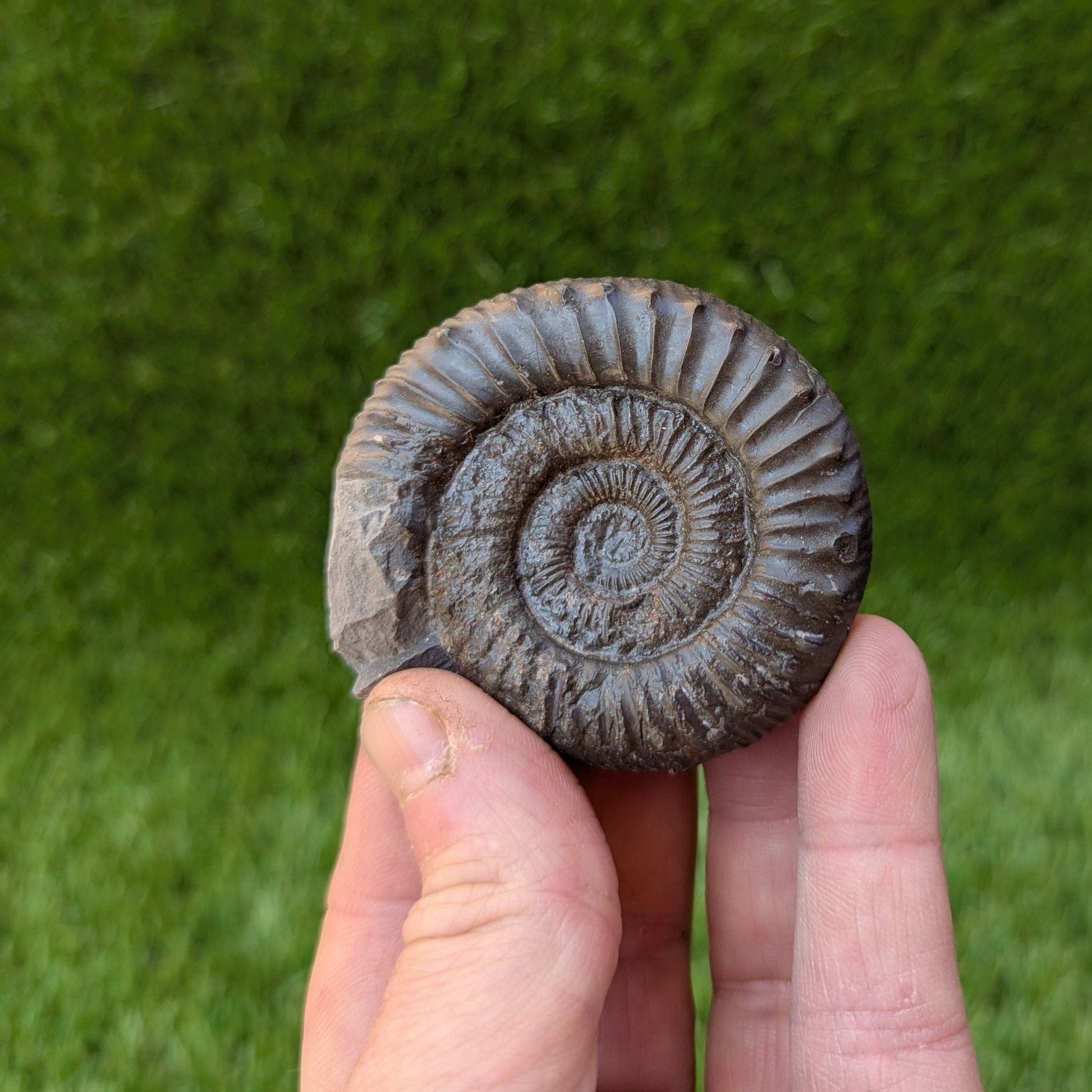 Peronoceras ammonite North Yorkshire fossils - North Yorkshire Fossils