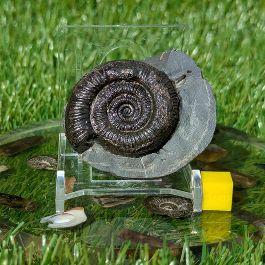 Peronoceras ammonite North Yorkshire fossils - North Yorkshire Fossils