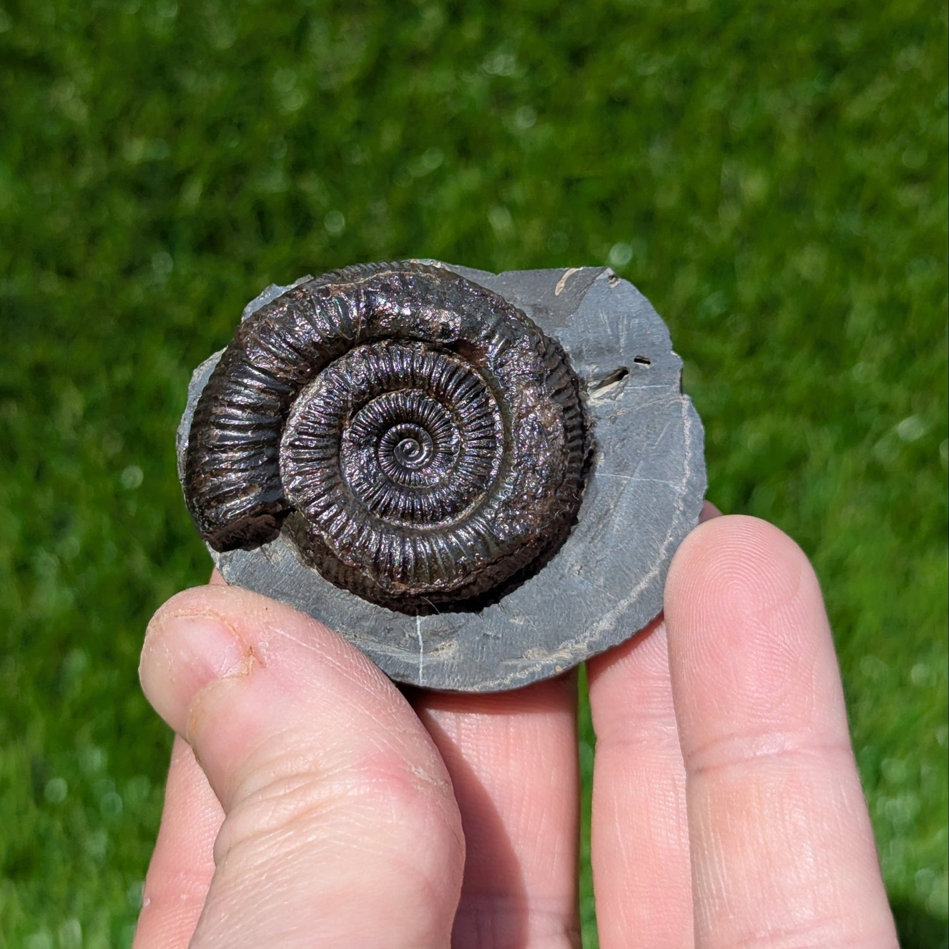 Peronoceras ammonite North Yorkshire fossils - North Yorkshire Fossils