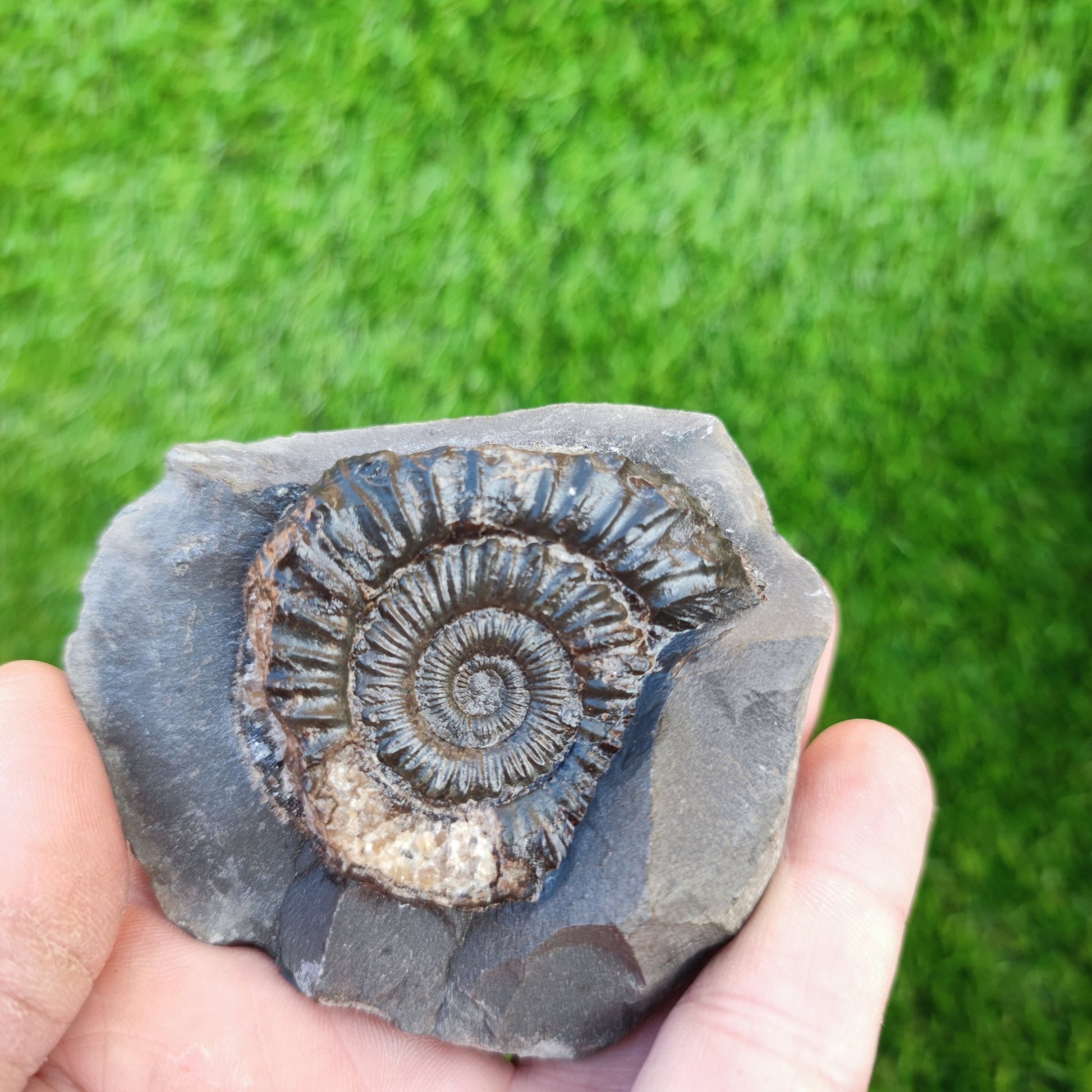 Peronoceras ammonite Runswick Bay Yorkshire - North Yorkshire Fossils