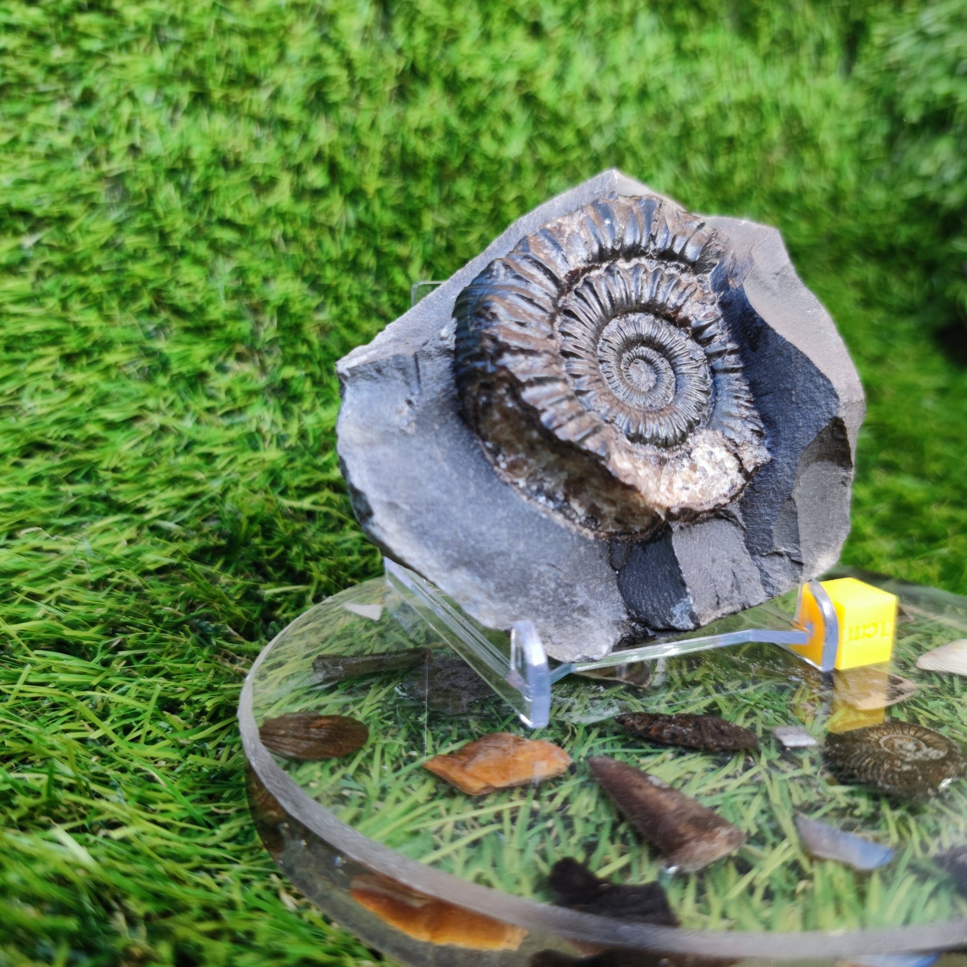 Peronoceras ammonite Runswick Bay Yorkshire - North Yorkshire Fossils