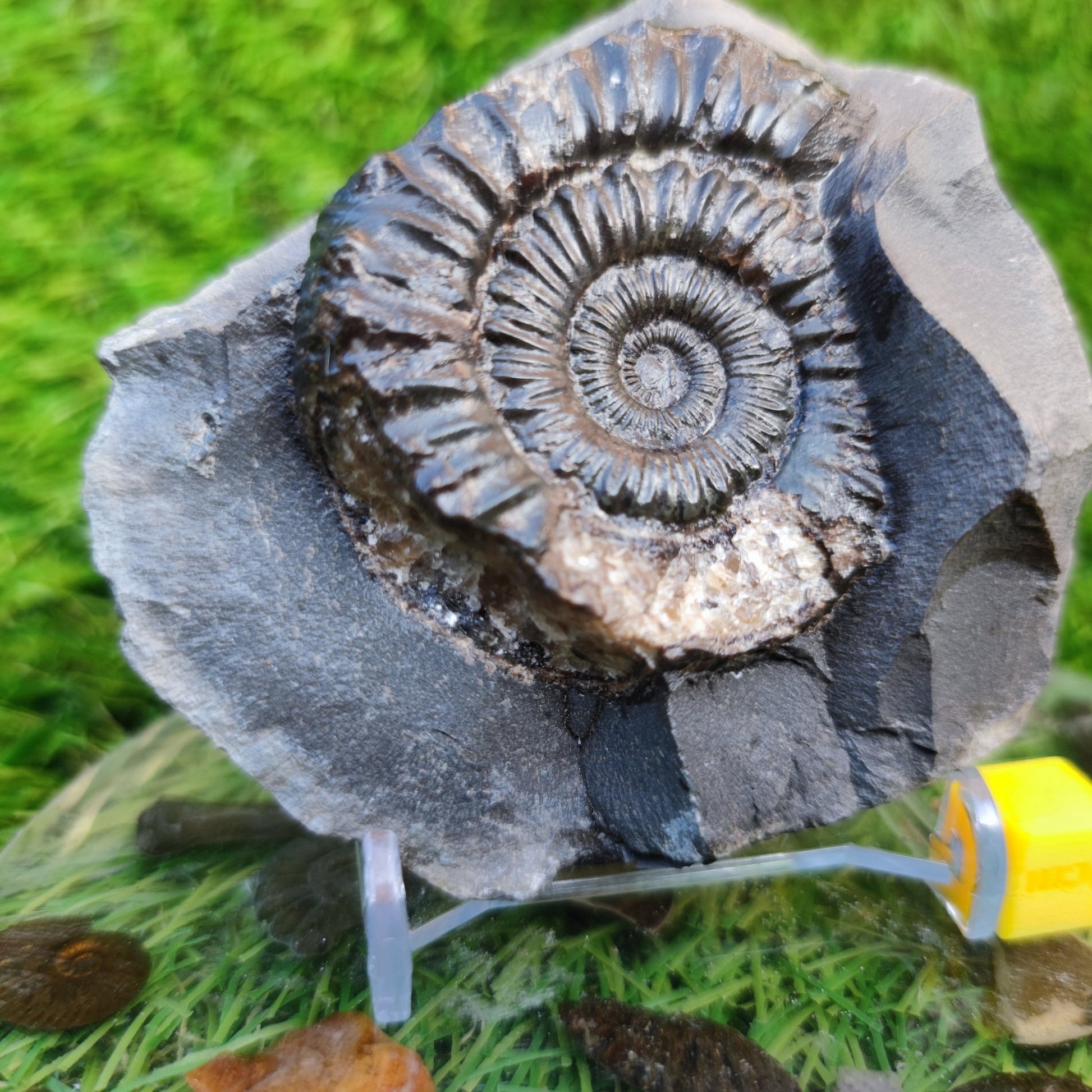 Peronoceras ammonite Runswick Bay Yorkshire - North Yorkshire Fossils