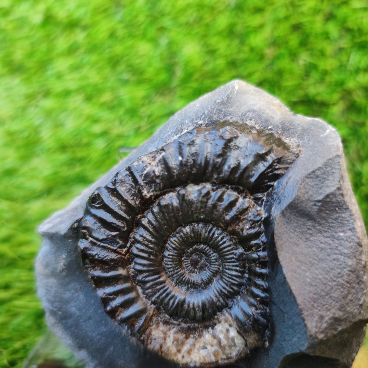 Peronoceras ammonite Runswick Bay Yorkshire - North Yorkshire Fossils
