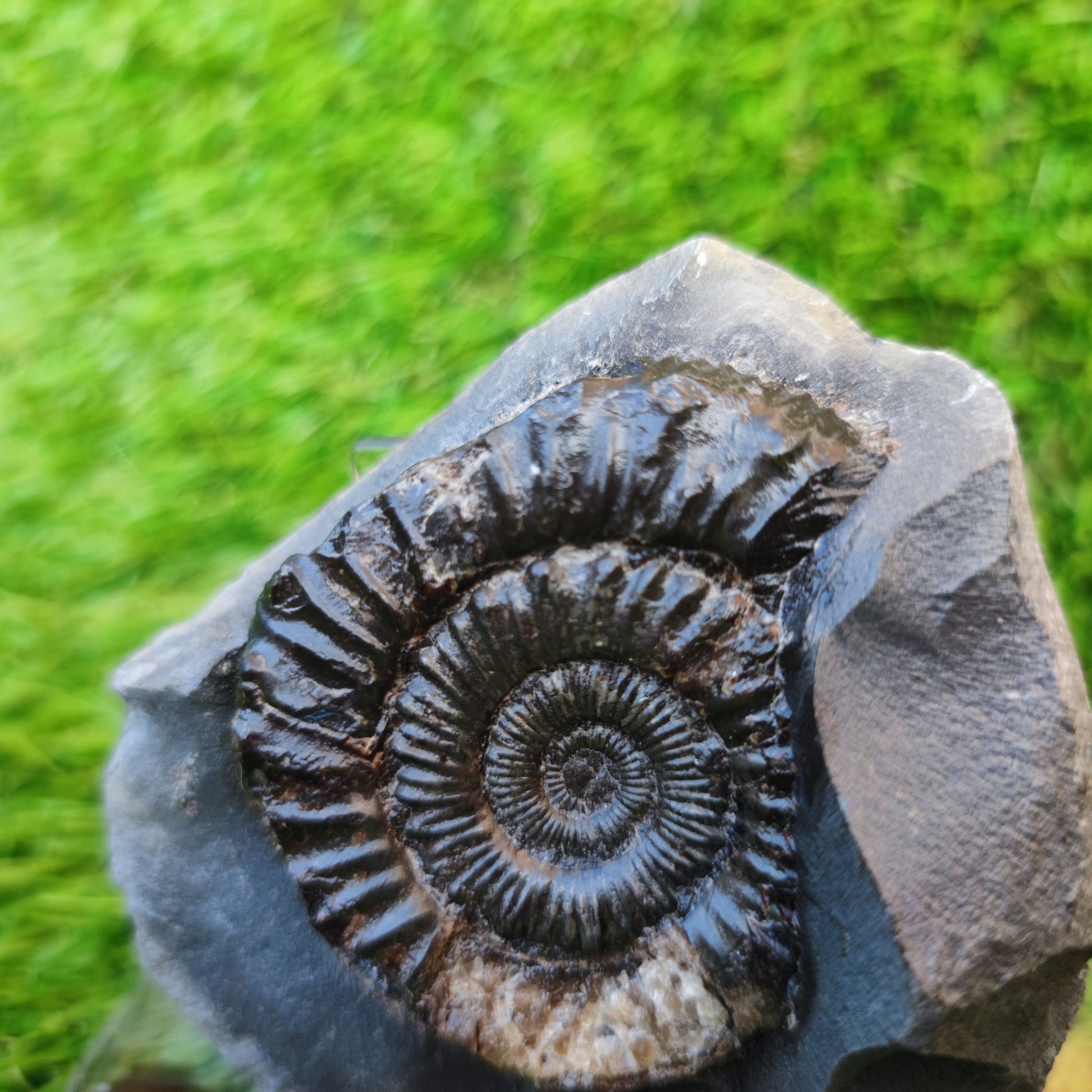 Peronoceras ammonite Runswick Bay Yorkshire - North Yorkshire Fossils
