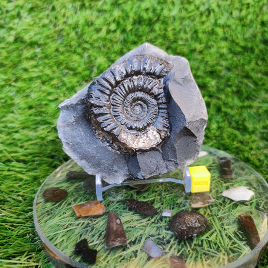 Peronoceras ammonite Runswick Bay Yorkshire - North Yorkshire Fossils