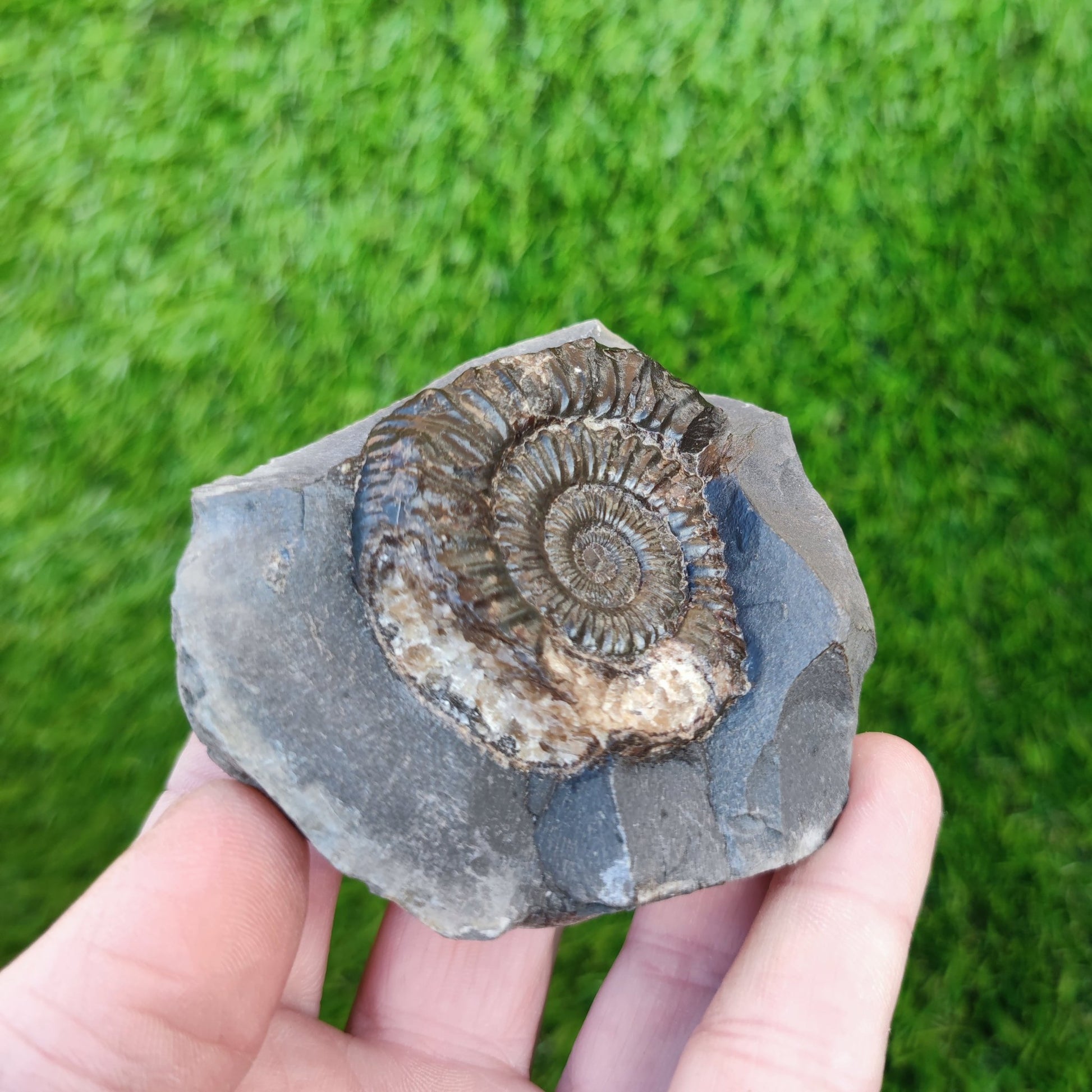 Peronoceras ammonite Runswick Bay Yorkshire - North Yorkshire Fossils