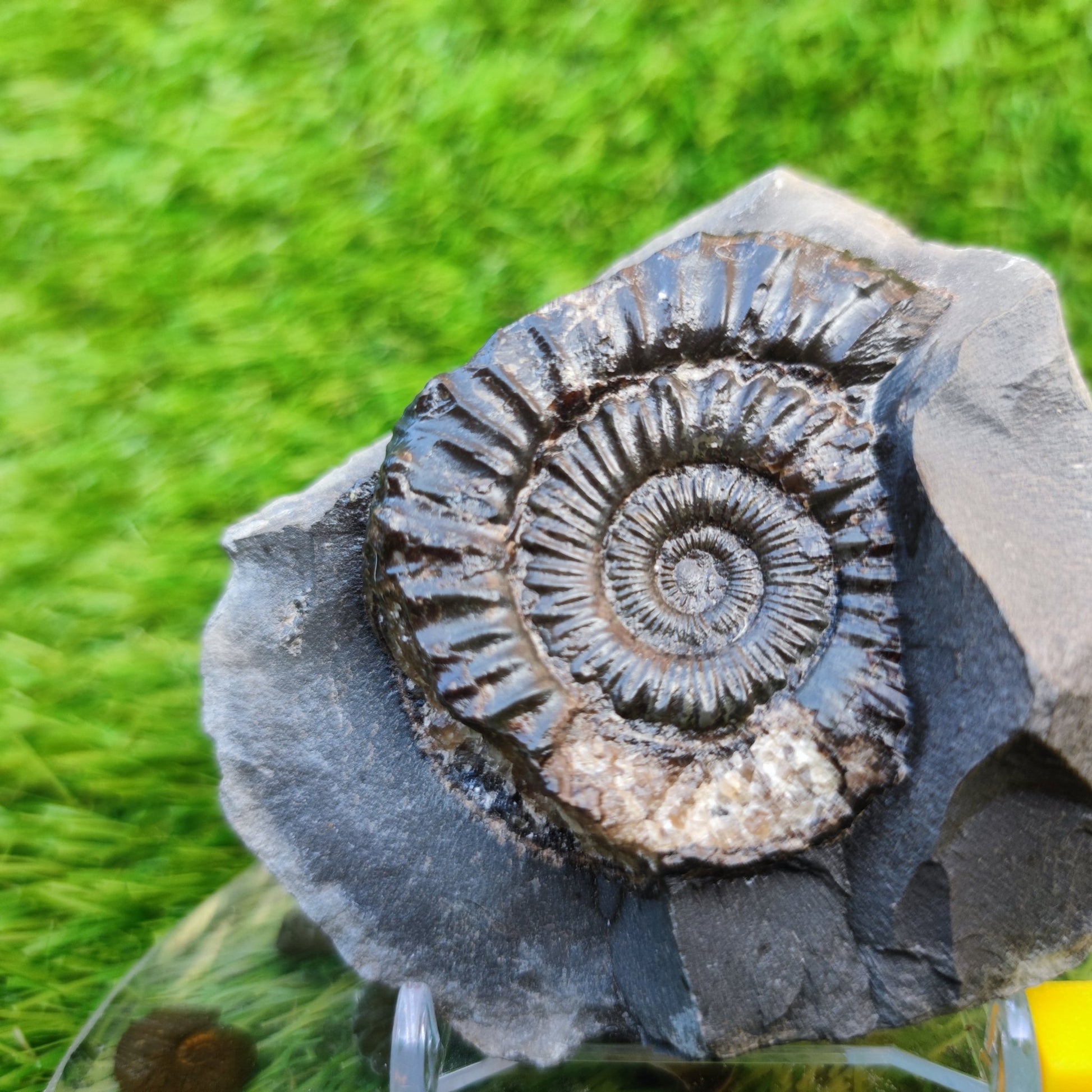 Peronoceras ammonite Runswick Bay Yorkshire - North Yorkshire Fossils