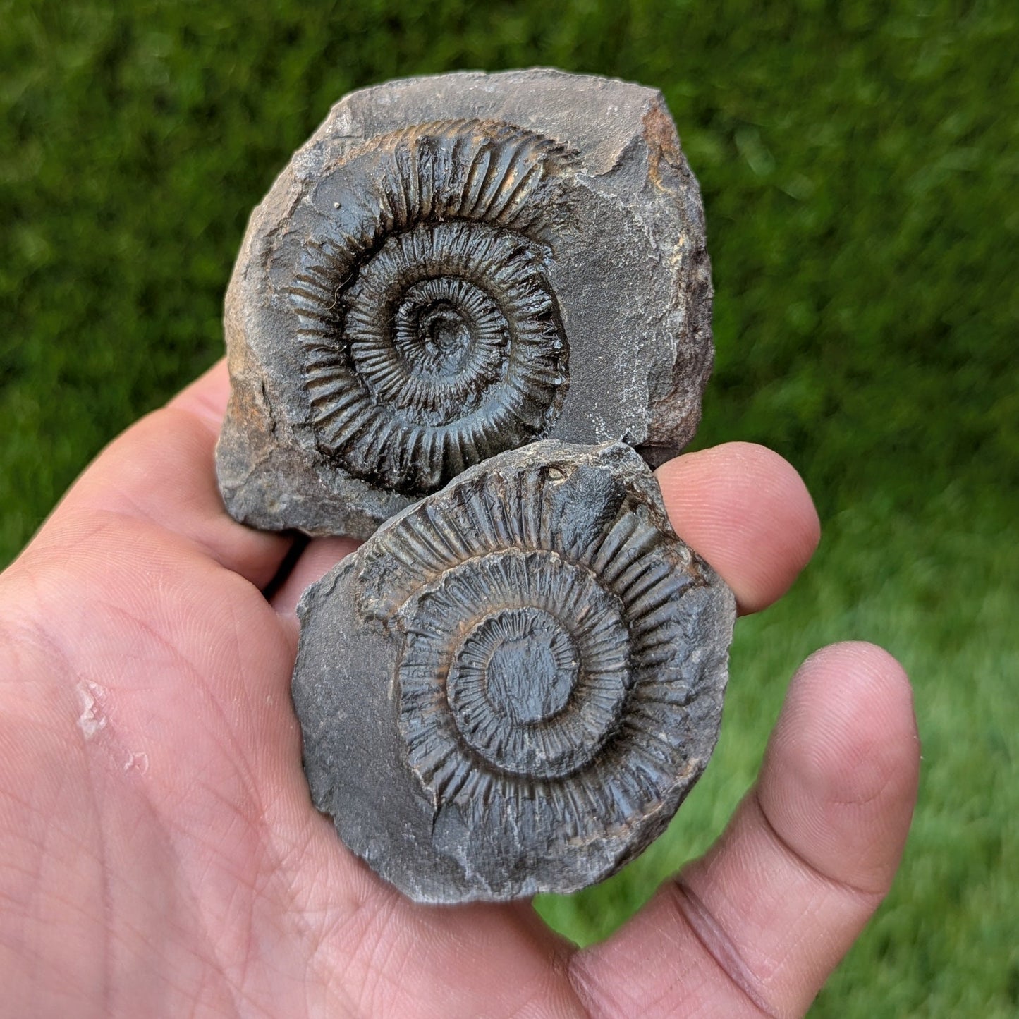 Peronoceras ammonite split pair North Yorkshire fossils - North Yorkshire Fossils