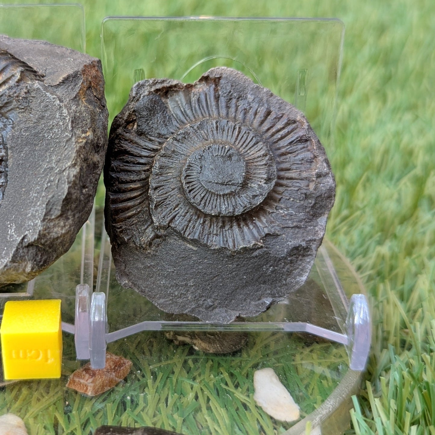 Peronoceras ammonite split pair North Yorkshire fossils - North Yorkshire Fossils