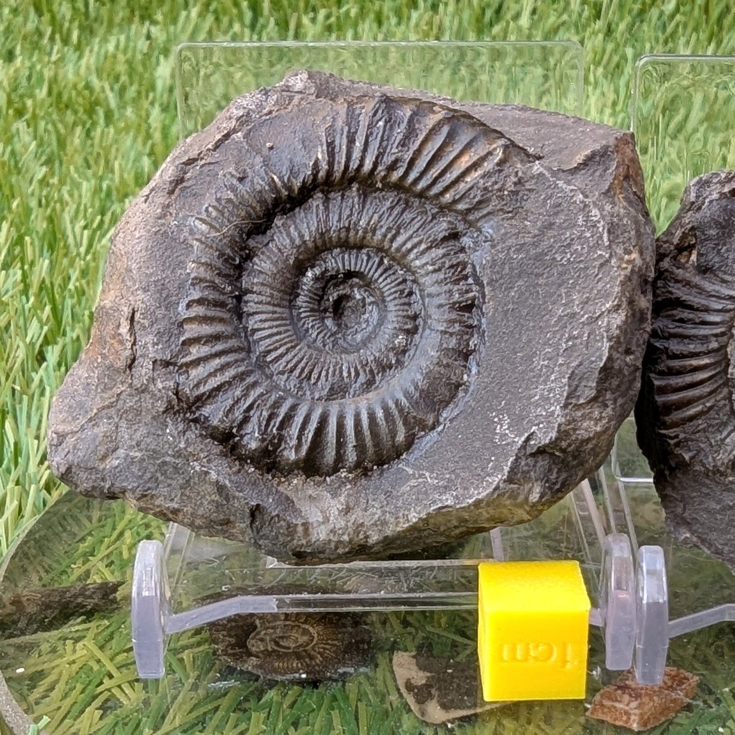 Peronoceras ammonite split pair North Yorkshire fossils - North Yorkshire Fossils