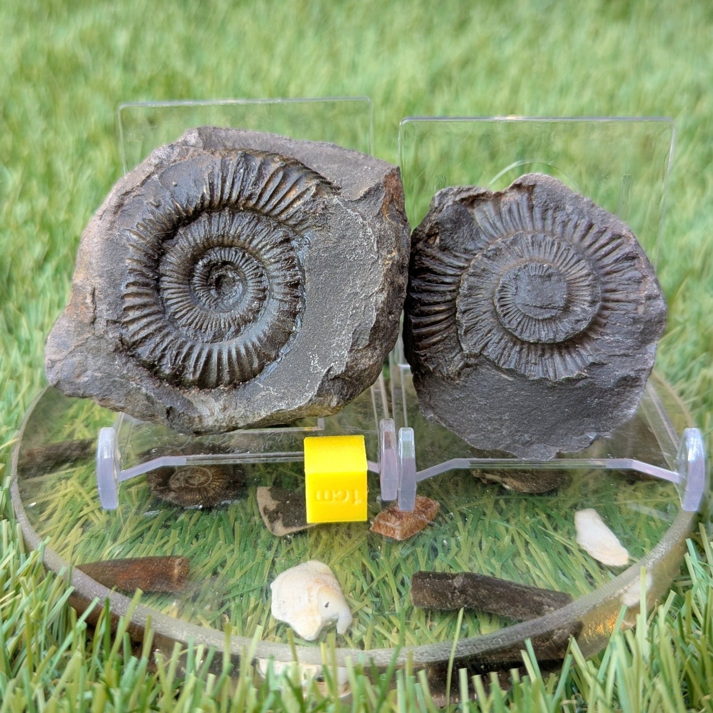 Peronoceras ammonite split pair North Yorkshire fossils - North Yorkshire Fossils