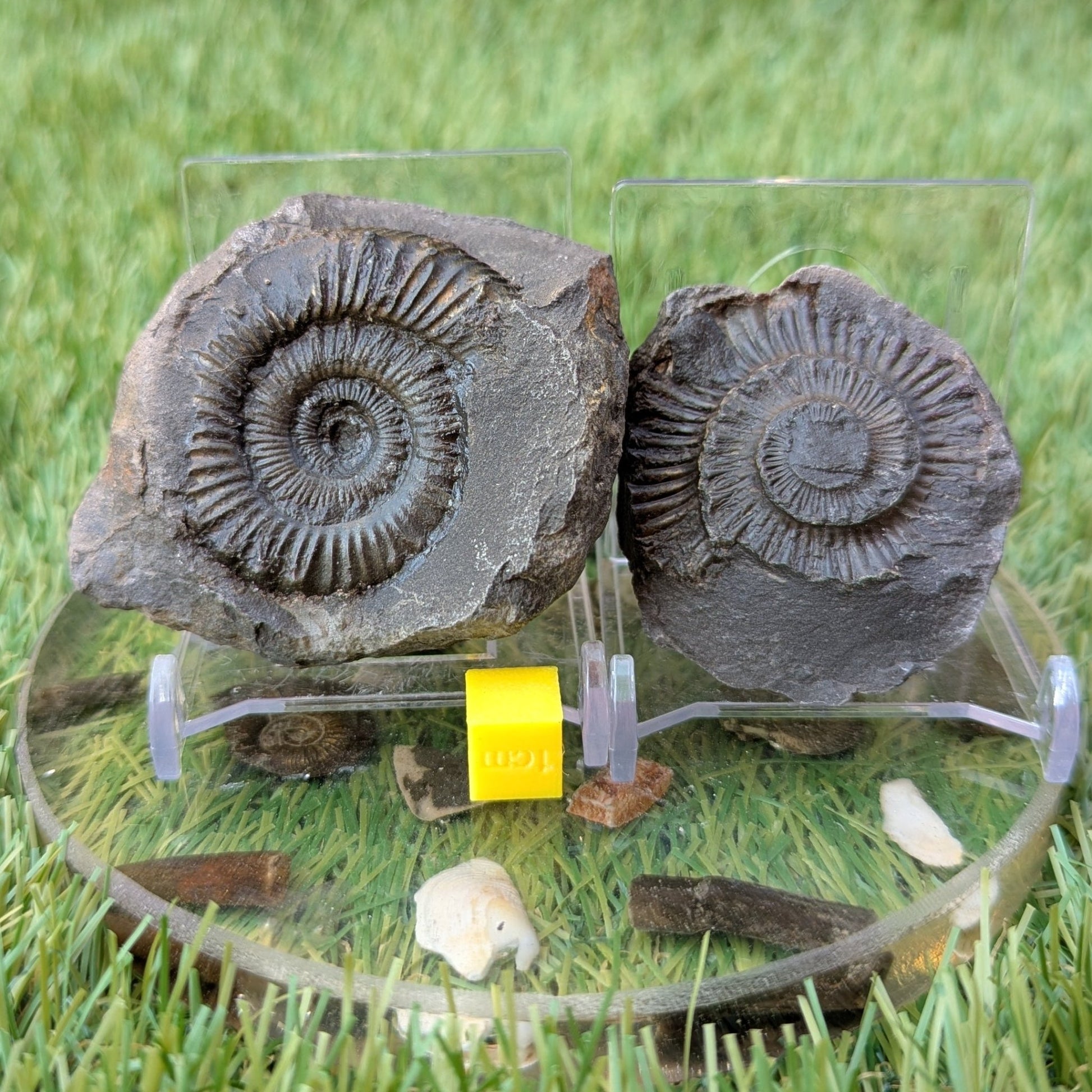 Peronoceras ammonite split pair North Yorkshire fossils - North Yorkshire Fossils