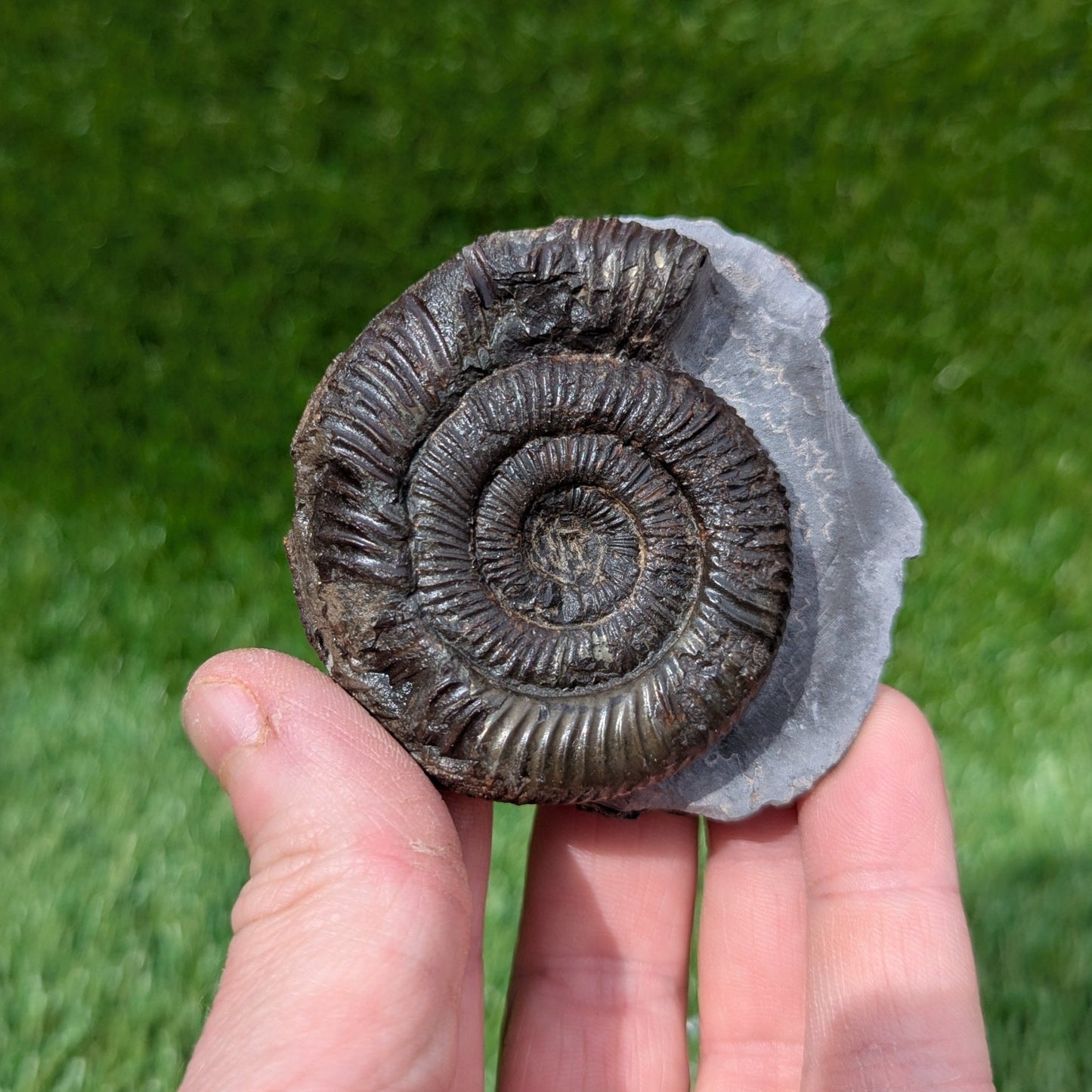 Peronoceras ammonite Whitby North Yorkshire fossils - North Yorkshire Fossils