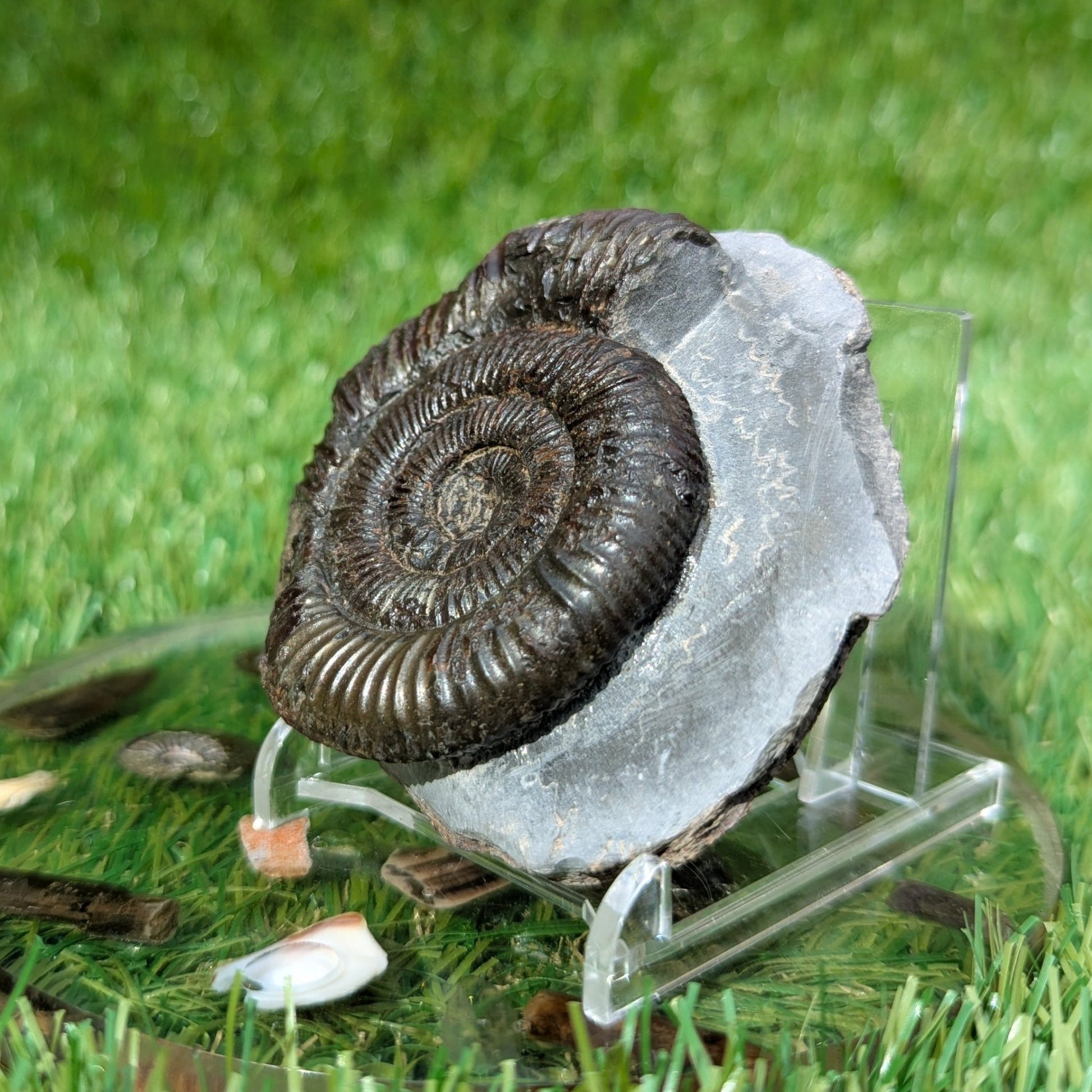 Peronoceras ammonite Whitby North Yorkshire fossils - North Yorkshire Fossils