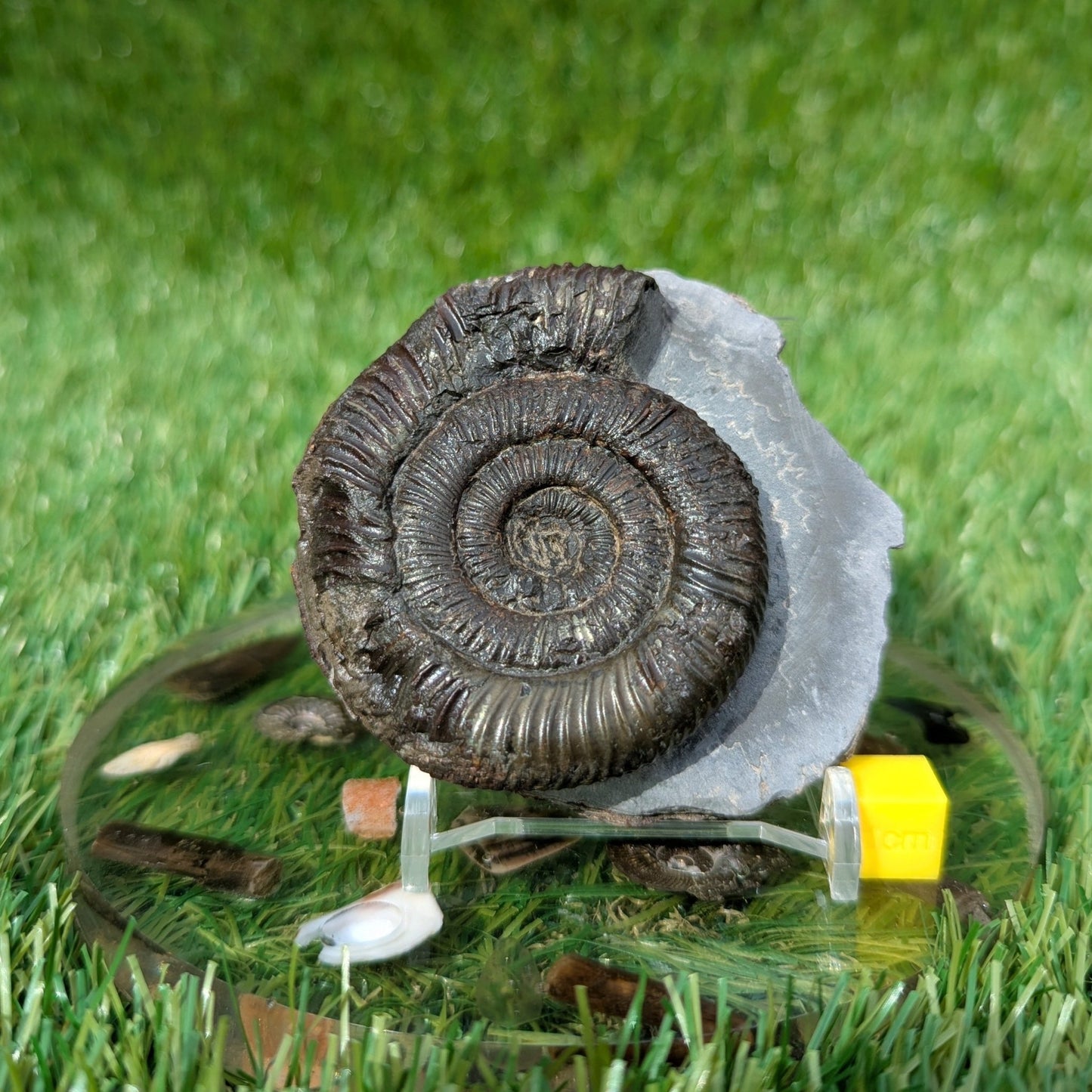 Peronoceras ammonite Whitby North Yorkshire fossils - North Yorkshire Fossils