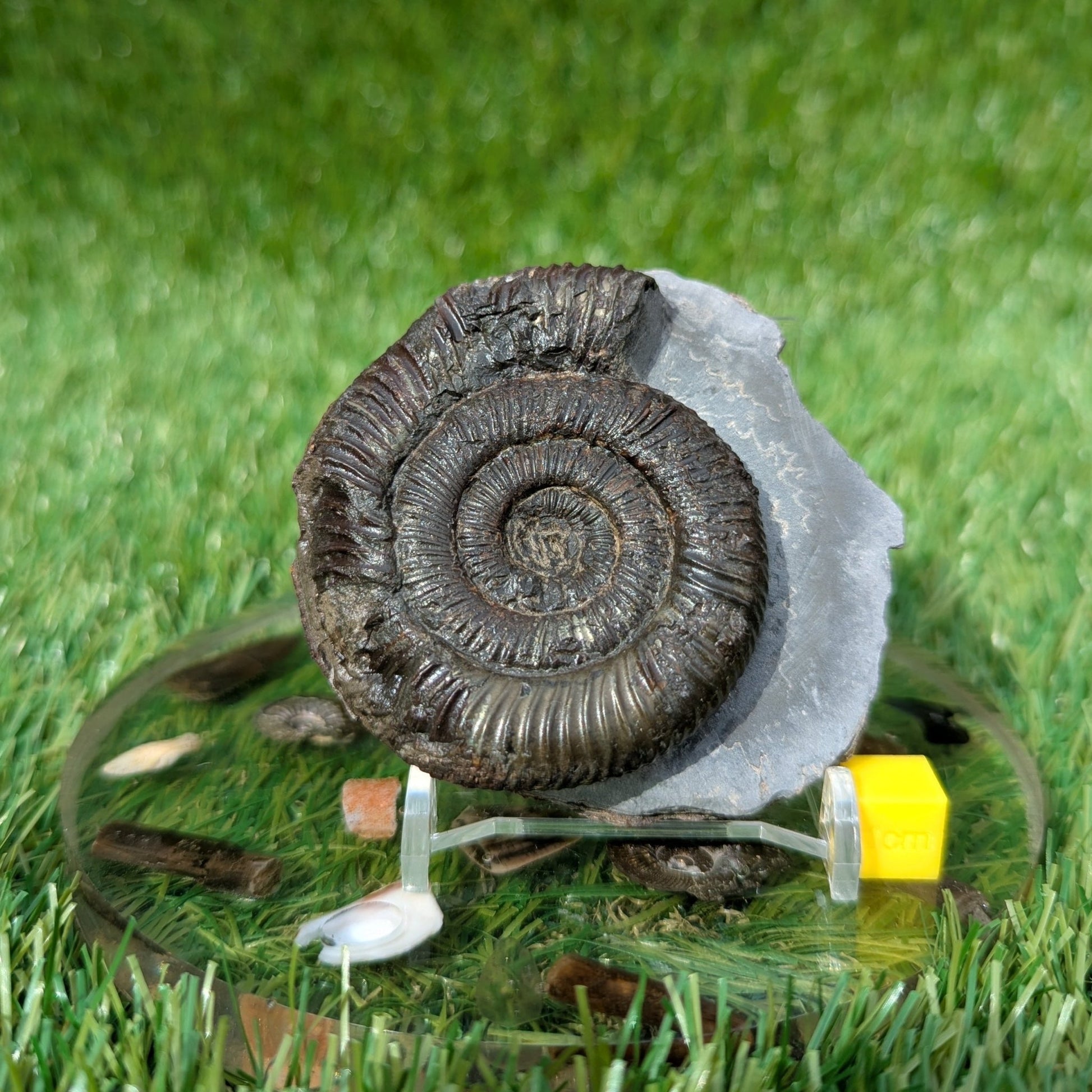 Peronoceras ammonite Whitby North Yorkshire fossils - North Yorkshire Fossils