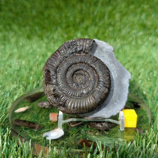 Peronoceras ammonite Whitby North Yorkshire fossils - North Yorkshire Fossils