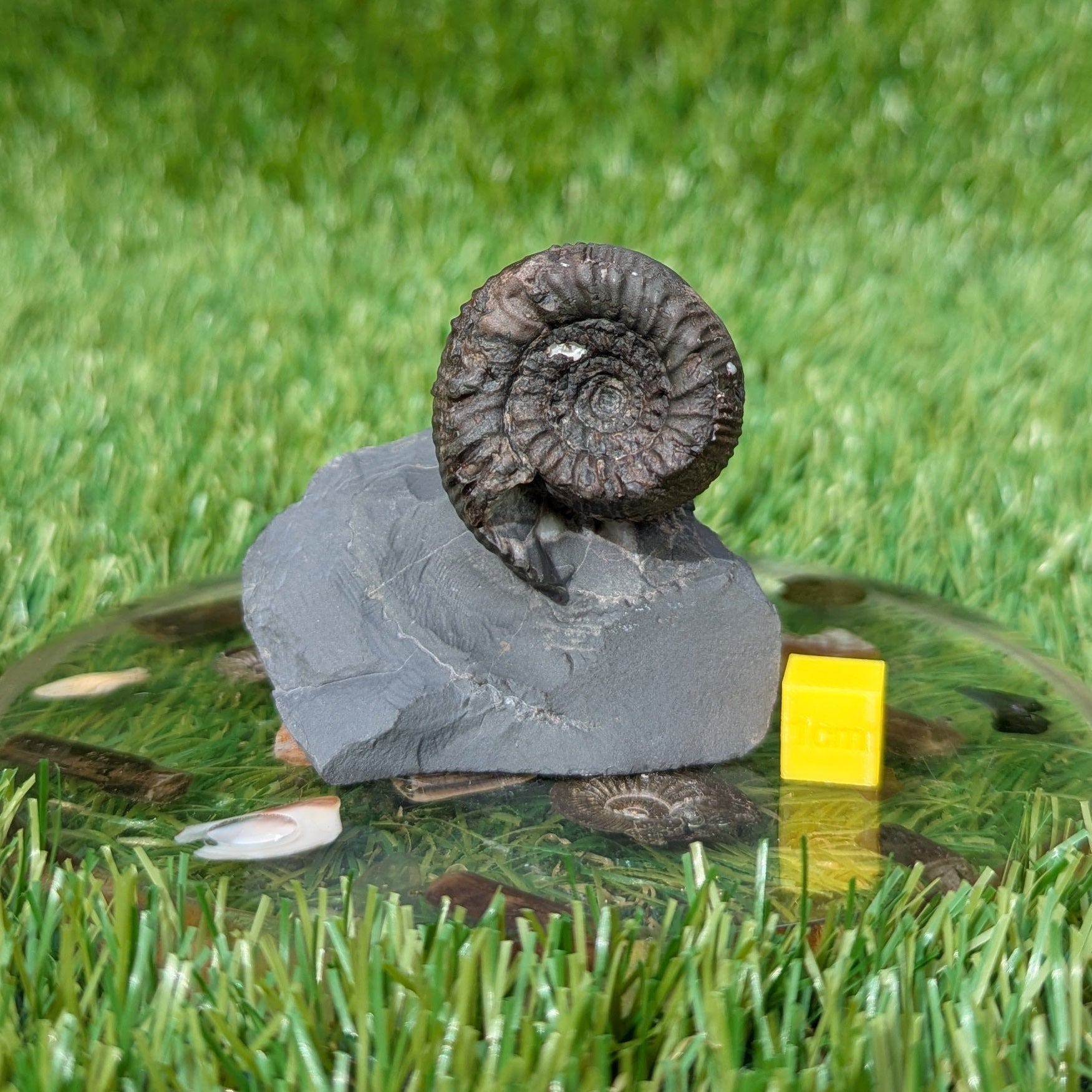 Peronoceras ammonite with a cut base North Yorkshire fossils - North Yorkshire Fossils
