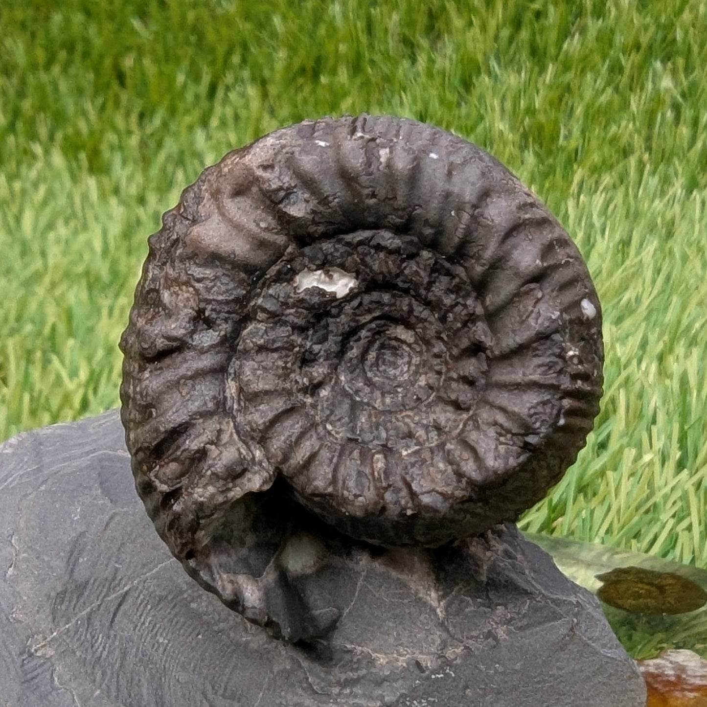 Peronoceras ammonite with a cut base North Yorkshire fossils - North Yorkshire Fossils