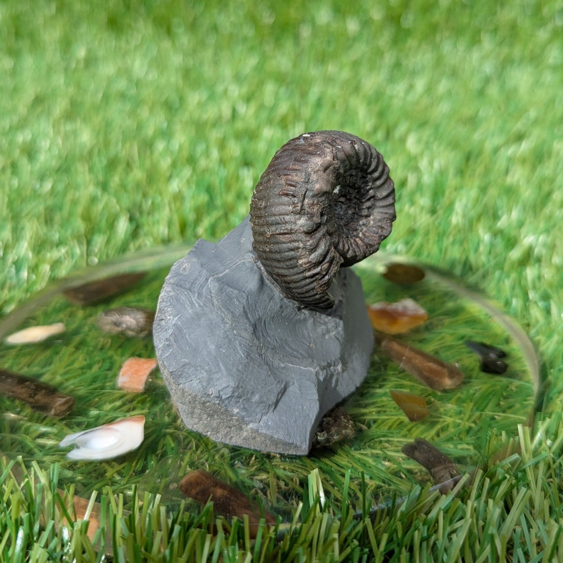 Peronoceras ammonite with a cut base North Yorkshire fossils - North Yorkshire Fossils