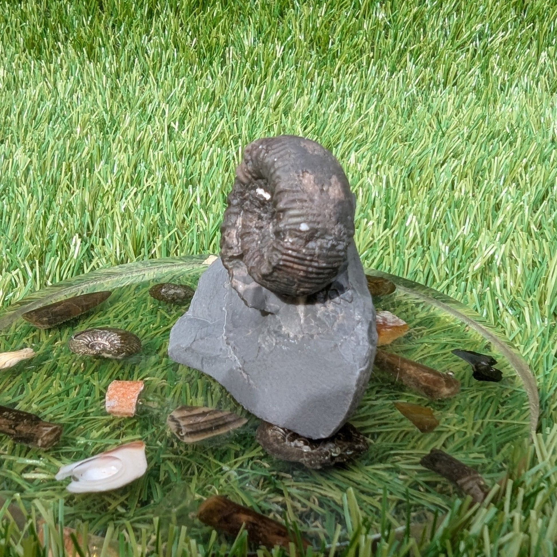 Peronoceras ammonite with a cut base North Yorkshire fossils - North Yorkshire Fossils