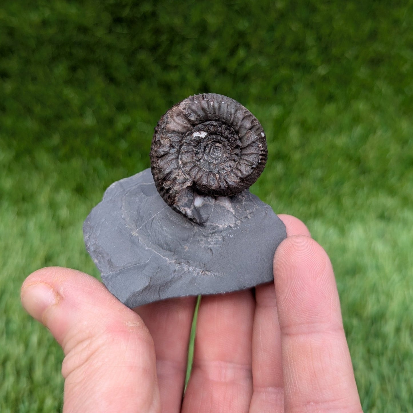 Peronoceras ammonite with a cut base North Yorkshire fossils - North Yorkshire Fossils