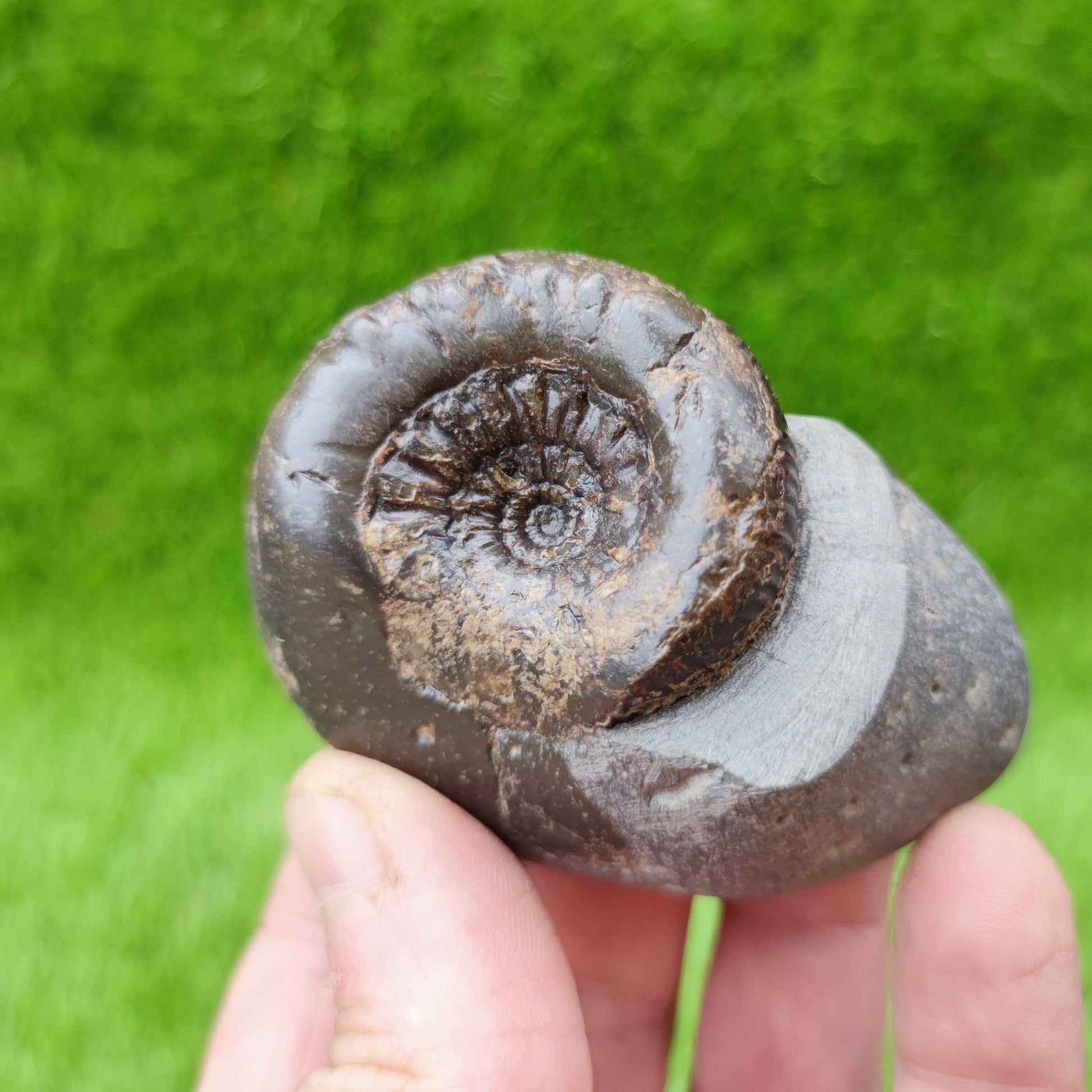 Peronoceras perarmatum ammonite UK fossil North Yorkshire - North Yorkshire Fossils