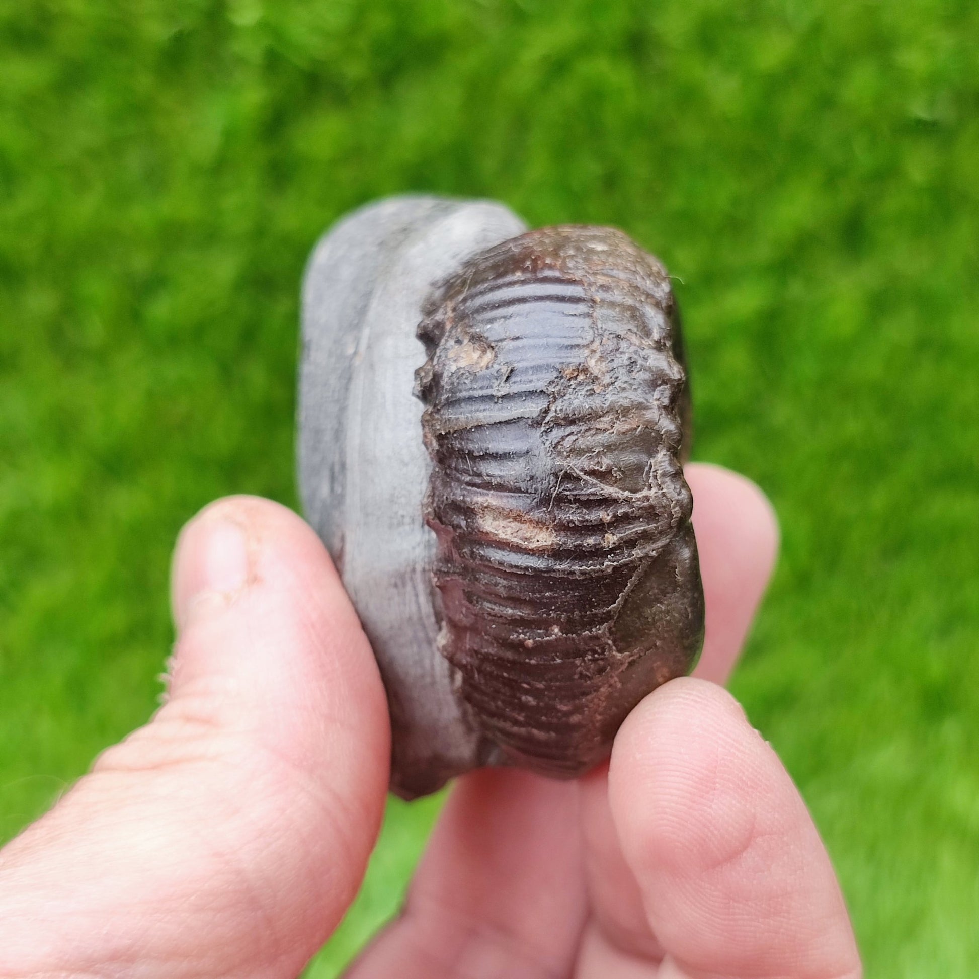 Peronoceras perarmatum ammonite UK fossil North Yorkshire - North Yorkshire Fossils