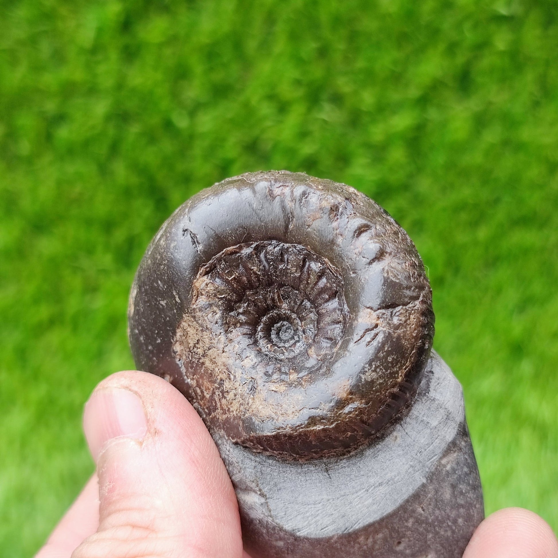 Peronoceras perarmatum ammonite UK fossil North Yorkshire - North Yorkshire Fossils