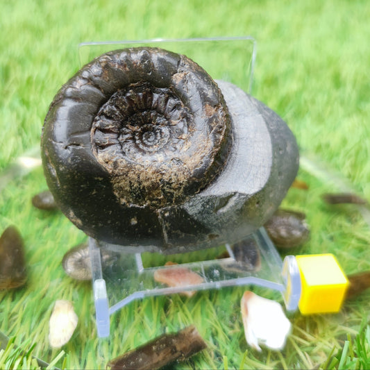 Peronoceras perarmatum ammonite UK fossil North Yorkshire - North Yorkshire Fossils