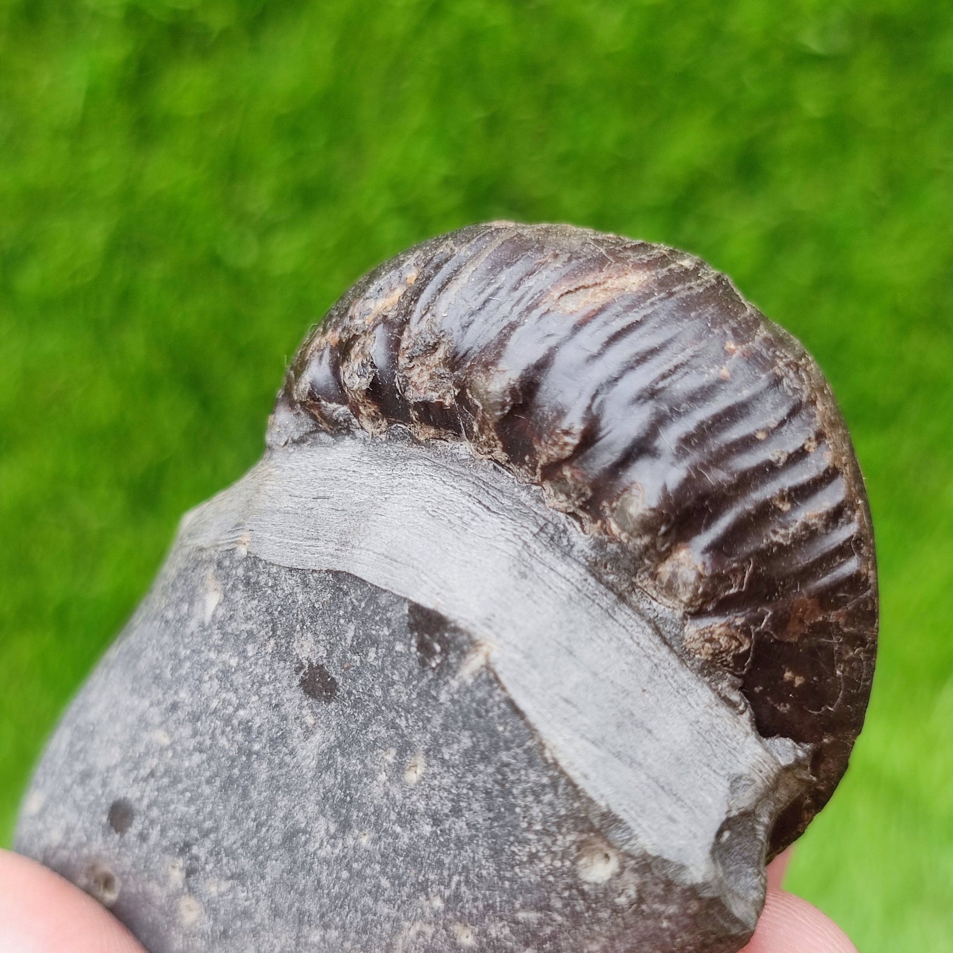 Peronoceras perarmatum ammonite UK fossil North Yorkshire - North Yorkshire Fossils