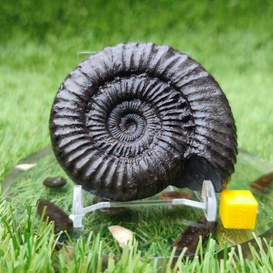 Peronoceras subarmatum ammonite North Yorkshire fossils - North Yorkshire Fossils