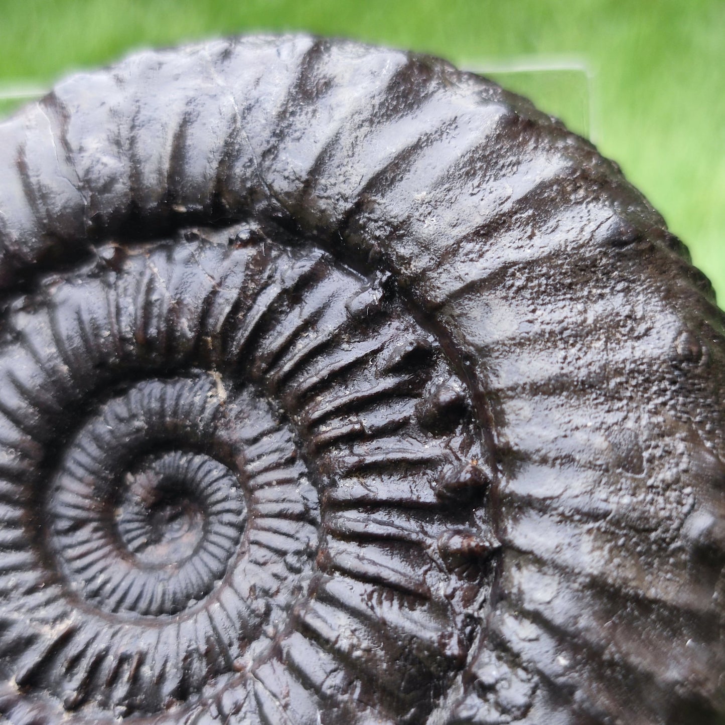 Peronoceras subarmatum ammonite North Yorkshire fossils - North Yorkshire Fossils