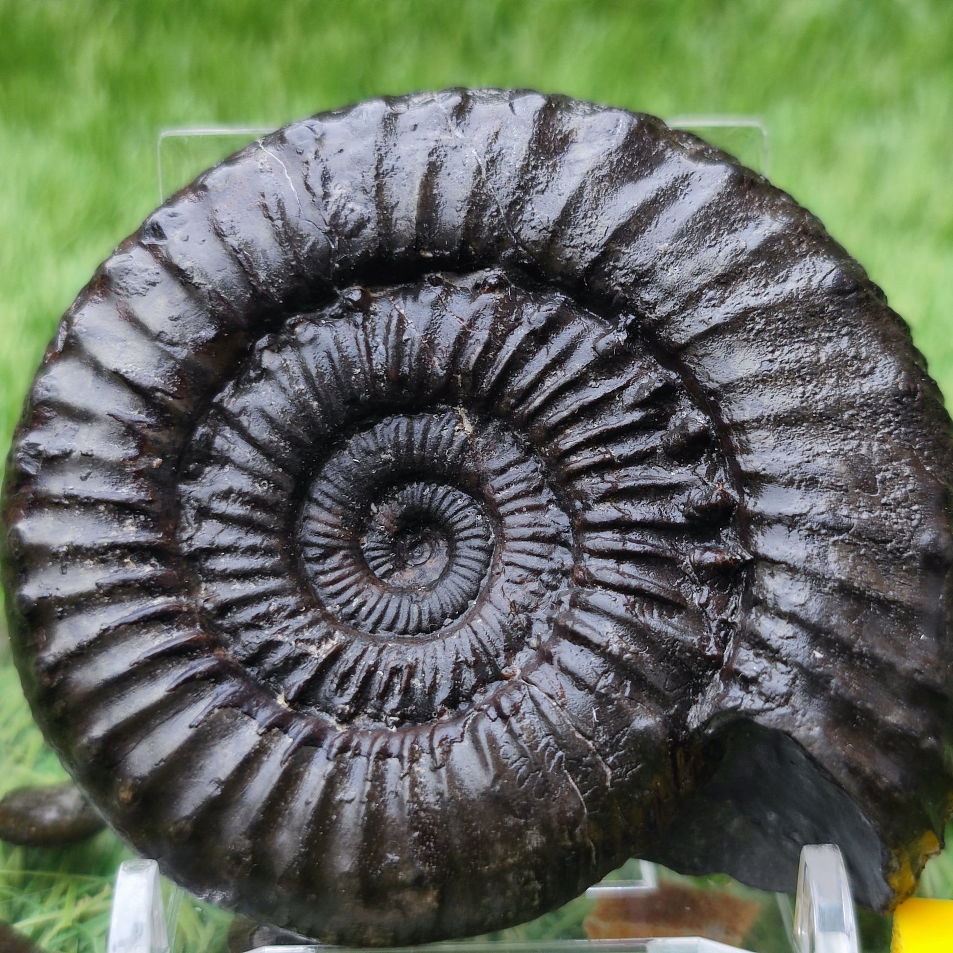 Peronoceras subarmatum ammonite North Yorkshire fossils - North Yorkshire Fossils