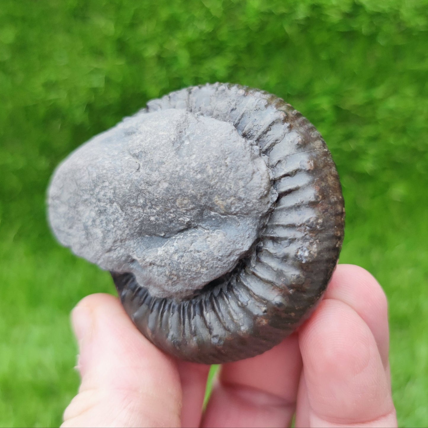 Peronoceras subarmatum ammonite North Yorkshire fossils - North Yorkshire Fossils