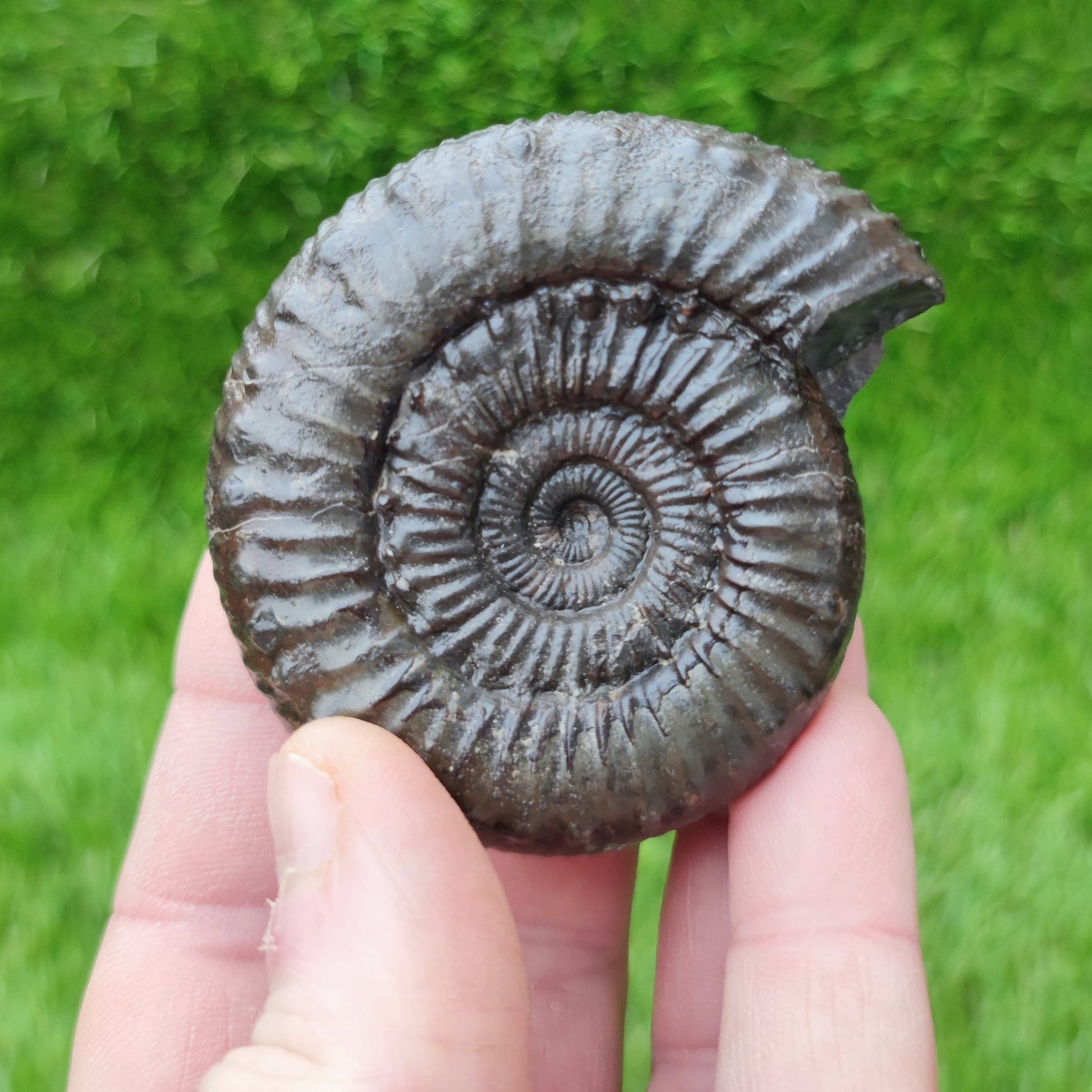 Peronoceras subarmatum ammonite North Yorkshire fossils - North Yorkshire Fossils
