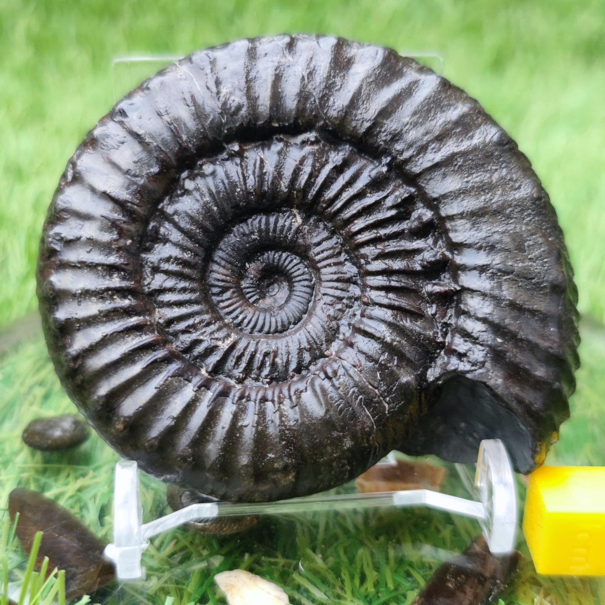 Peronoceras subarmatum ammonite North Yorkshire fossils - North Yorkshire Fossils