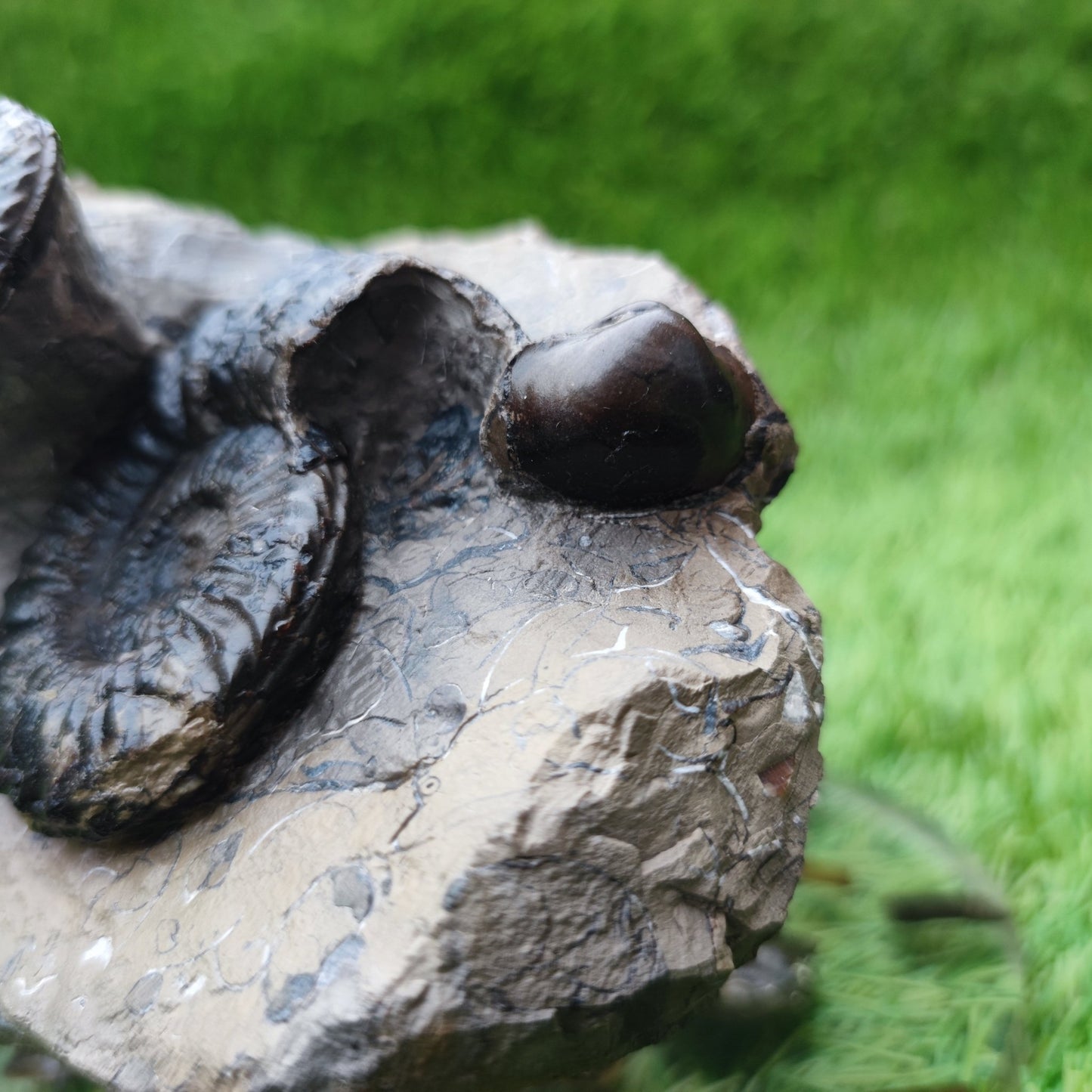 Pleuroceras ammonite multi block North Yorkshire fossils - North Yorkshire Fossils
