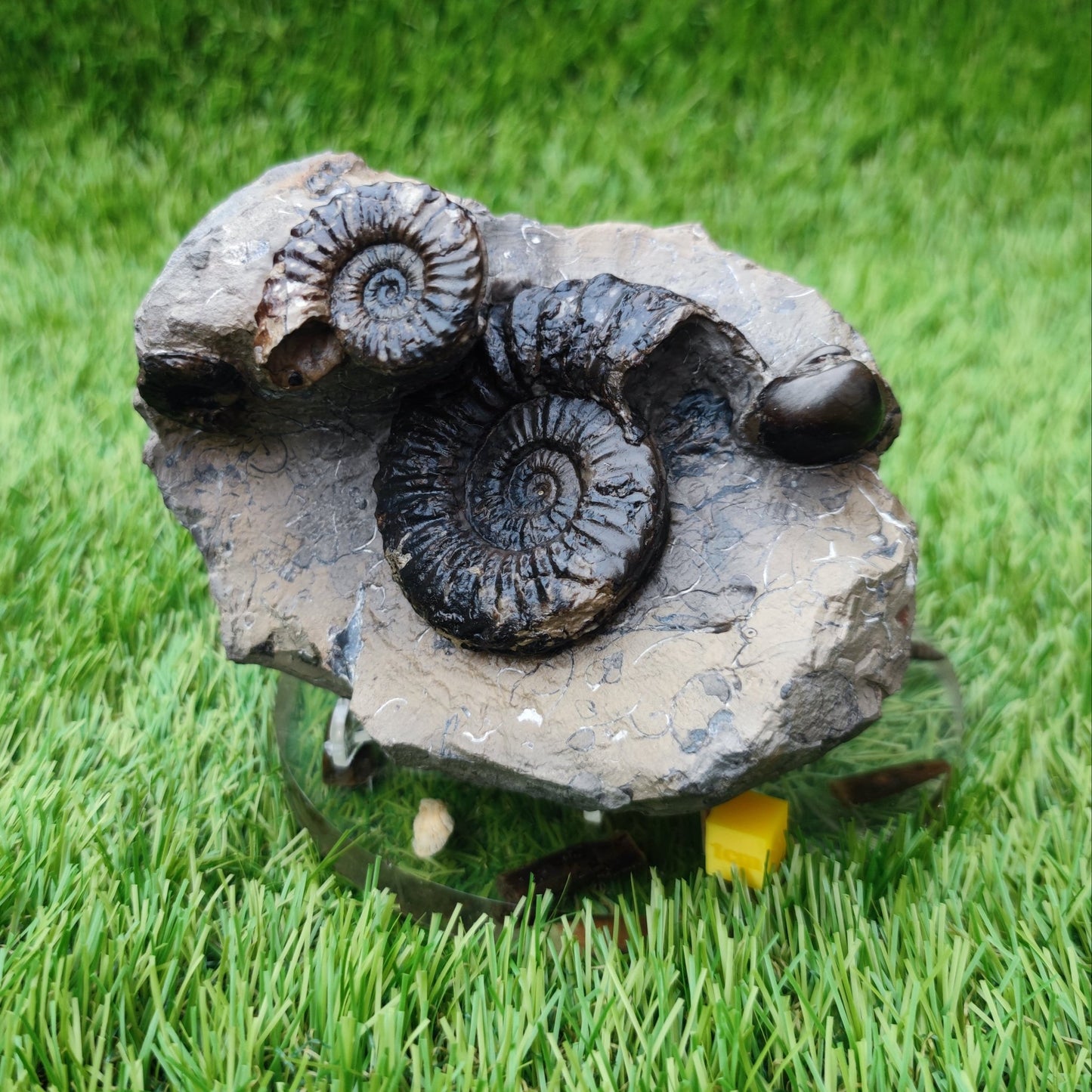 Pleuroceras ammonite multi block North Yorkshire fossils - North Yorkshire Fossils