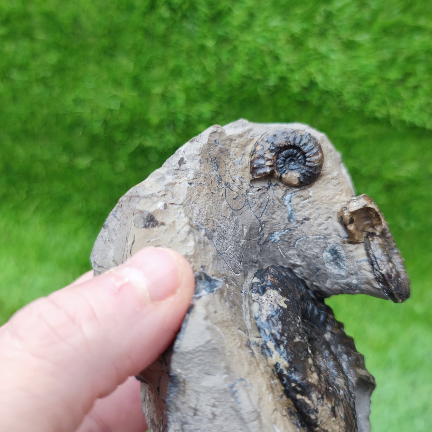 Pleuroceras ammonite multi block North Yorkshire fossils - North Yorkshire Fossils