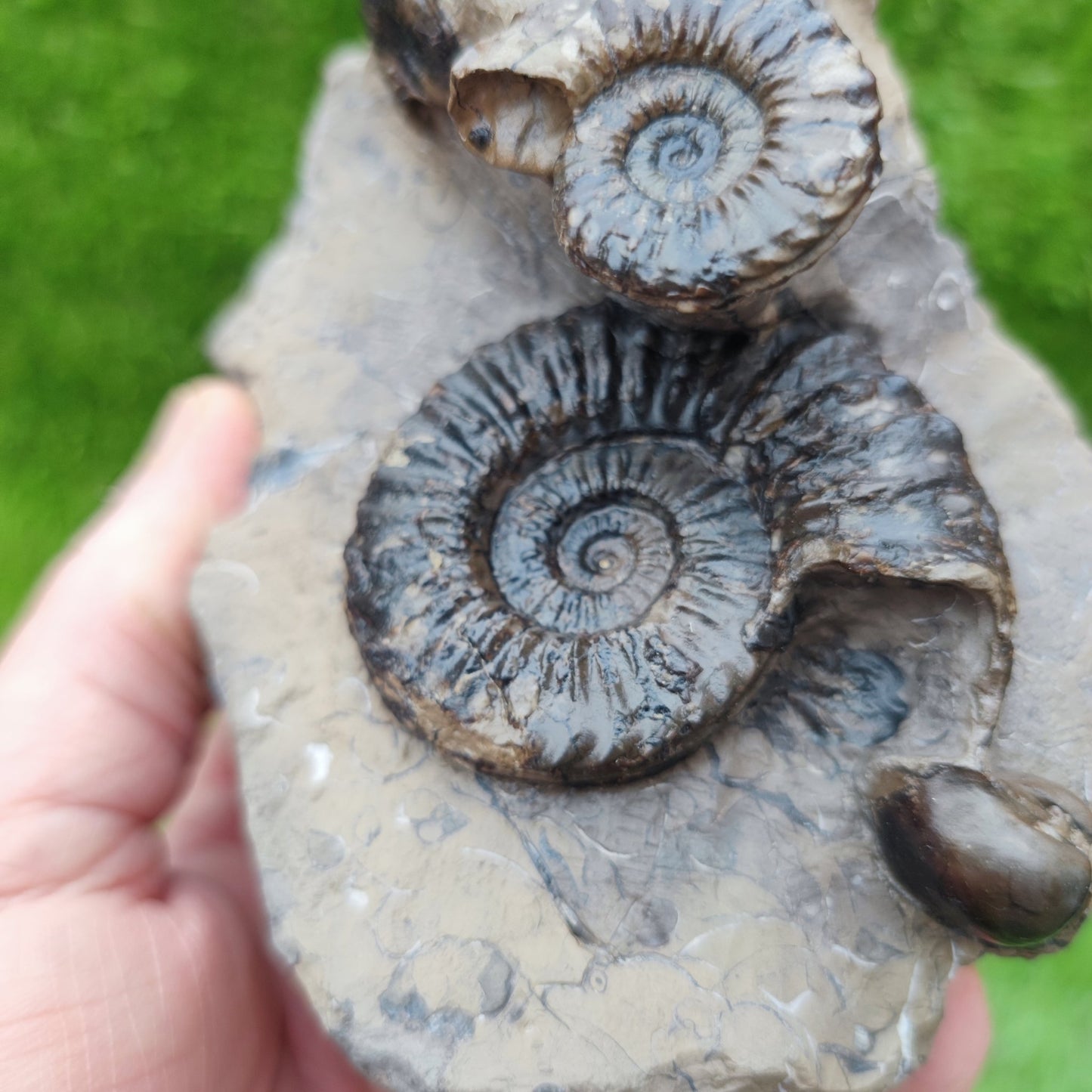 Pleuroceras ammonite multi block North Yorkshire fossils - North Yorkshire Fossils