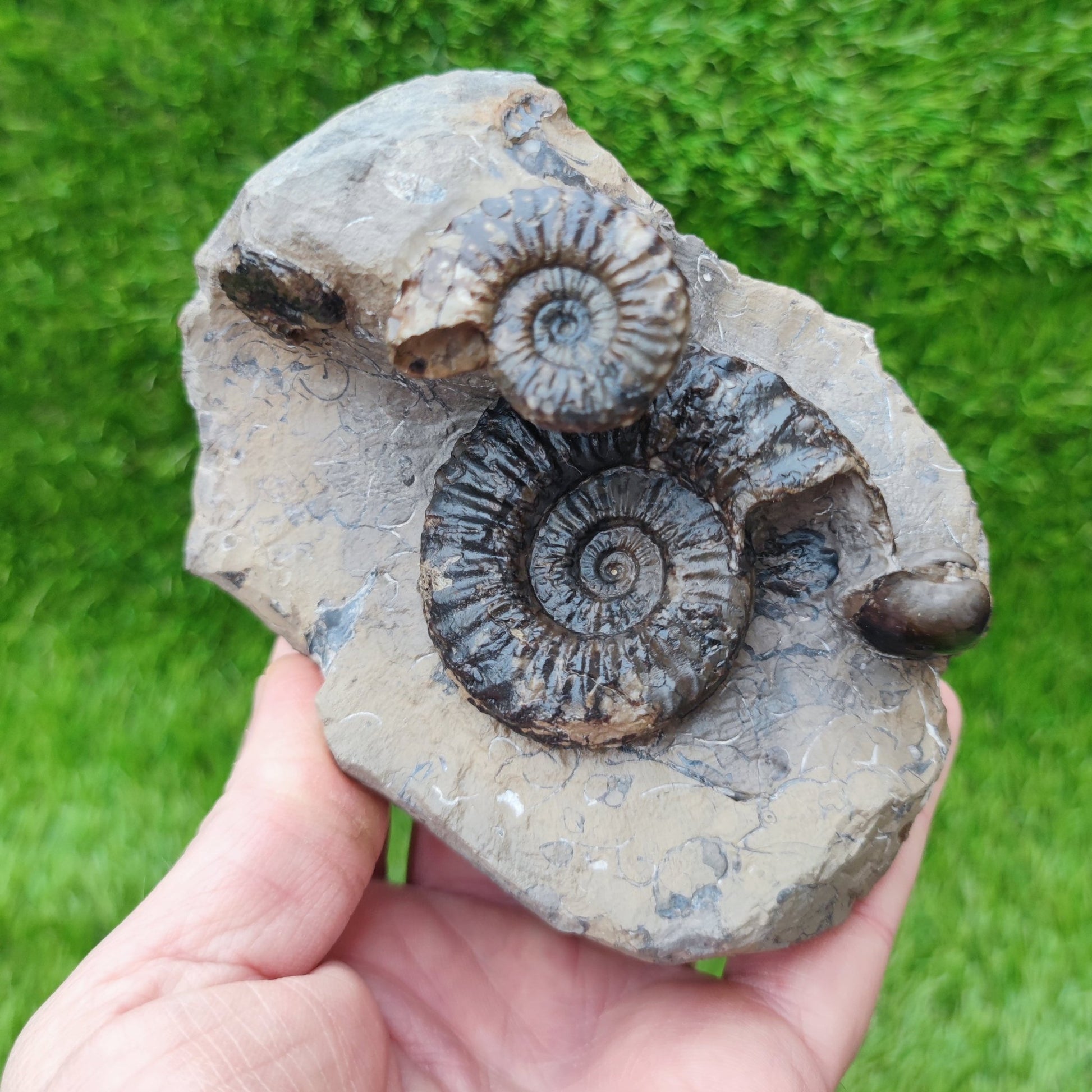 Pleuroceras ammonite multi block North Yorkshire fossils - North Yorkshire Fossils